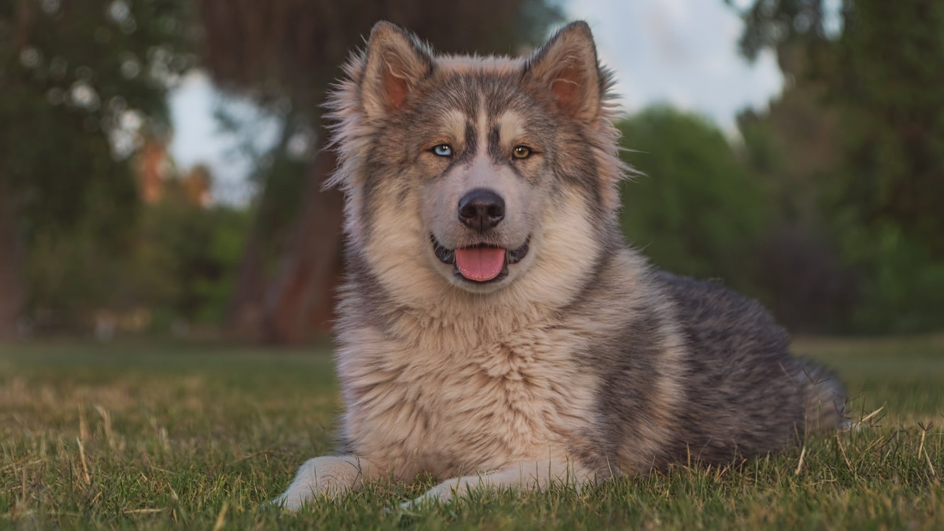 Обои трава, портрет, взгляд, собака, язык, маламут, grass, portrait, look, dog, language, malamute разрешение 2048x1365 Загрузить