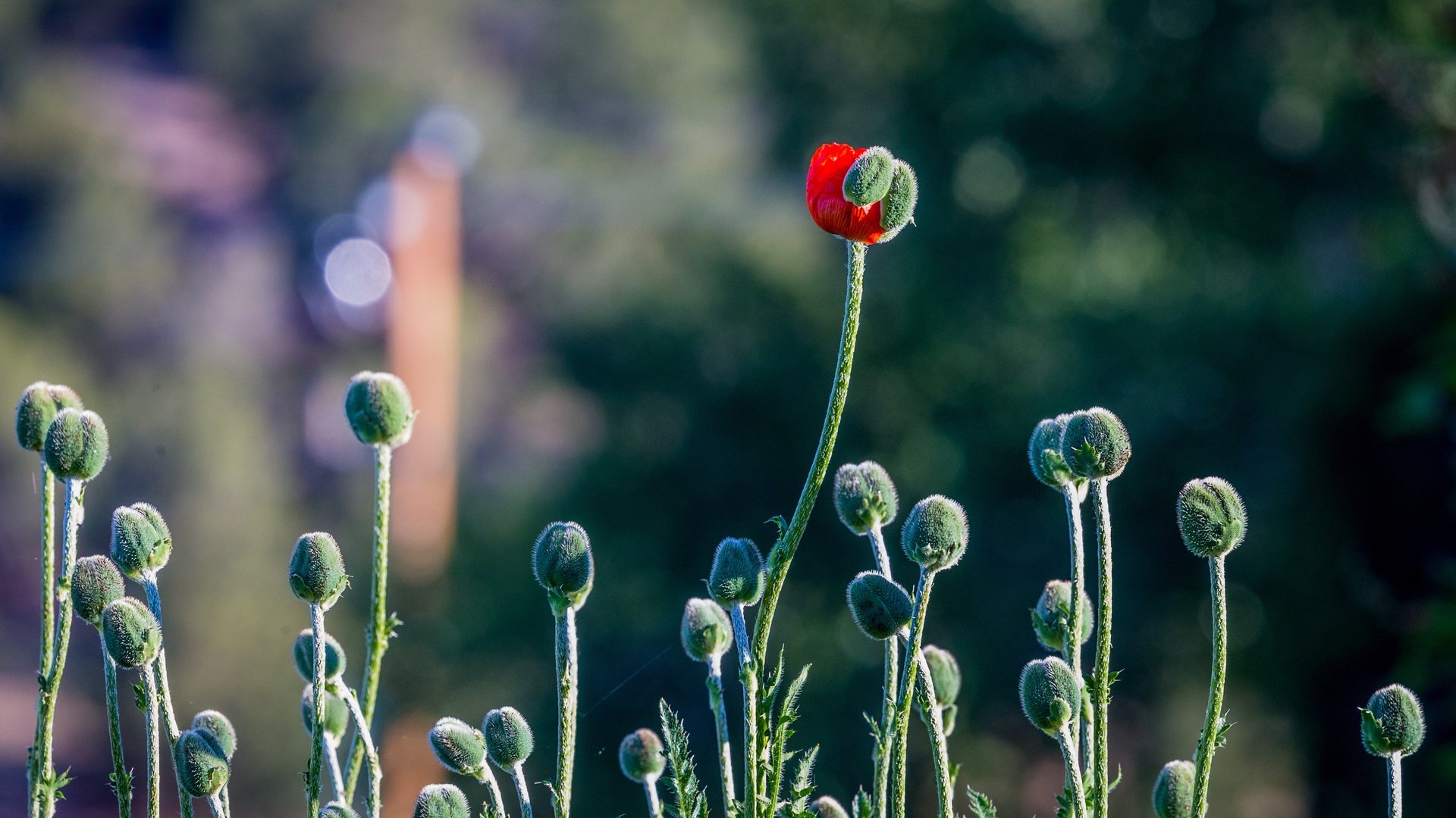 Обои бутоны, мак, стебли, головки, боке, buds, mac, stems, head, bokeh разрешение 4494x2996 Загрузить