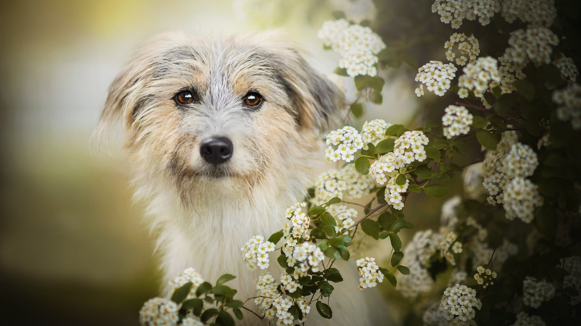 Обои цветение, собака, боке, лилли, flowering, dog, bokeh, lilly разрешение 2048x1277 Загрузить