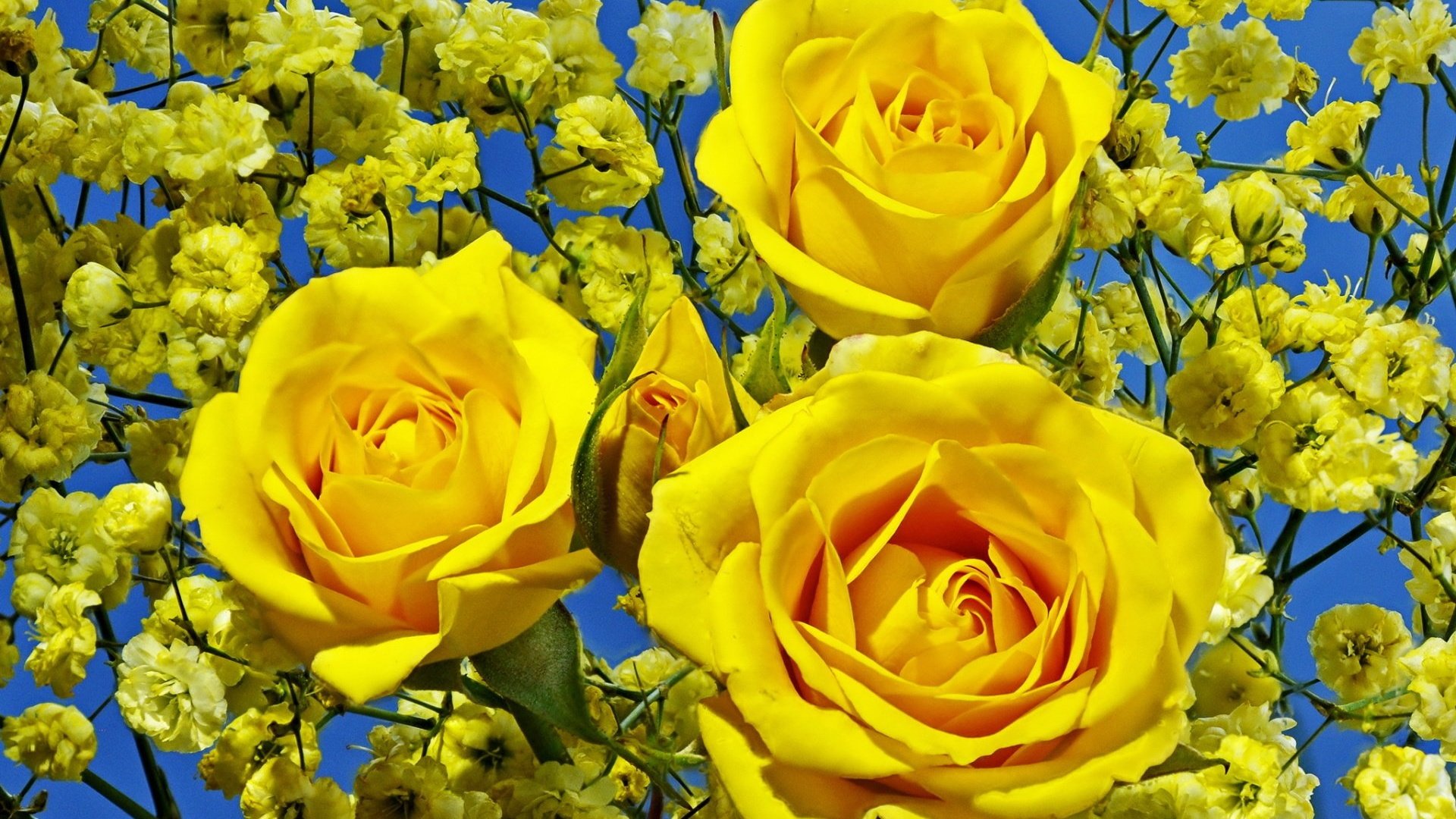 Обои цветы, бутоны, розы, лепестки, букет, желтые, гипсофила, flowers, buds, roses, petals, bouquet, yellow, gypsophila разрешение 1920x1440 Загрузить