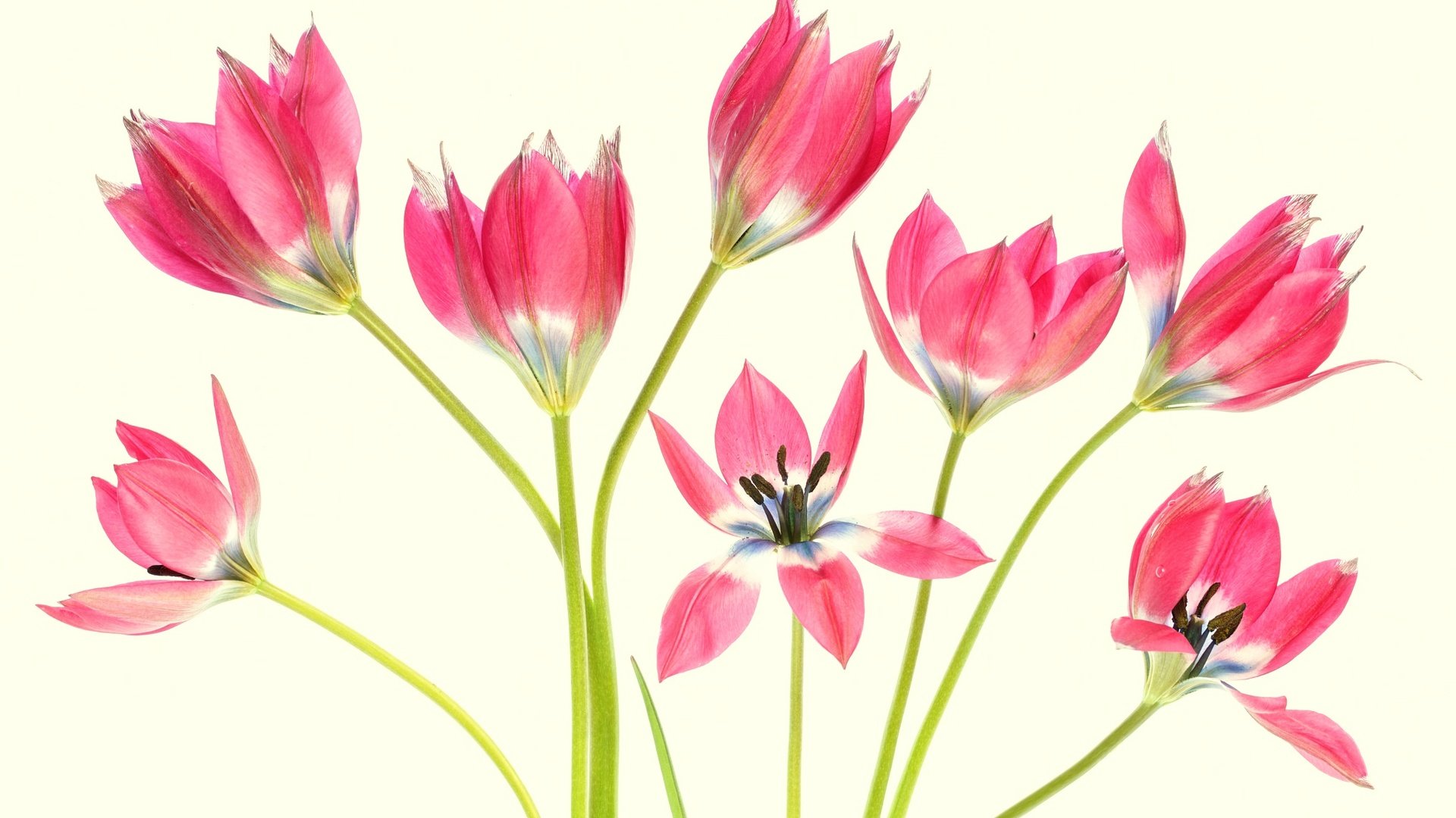 Обои цветы, фон, лепестки, тюльпаны, стебли, flowers, background, petals, tulips, stems разрешение 2048x1365 Загрузить