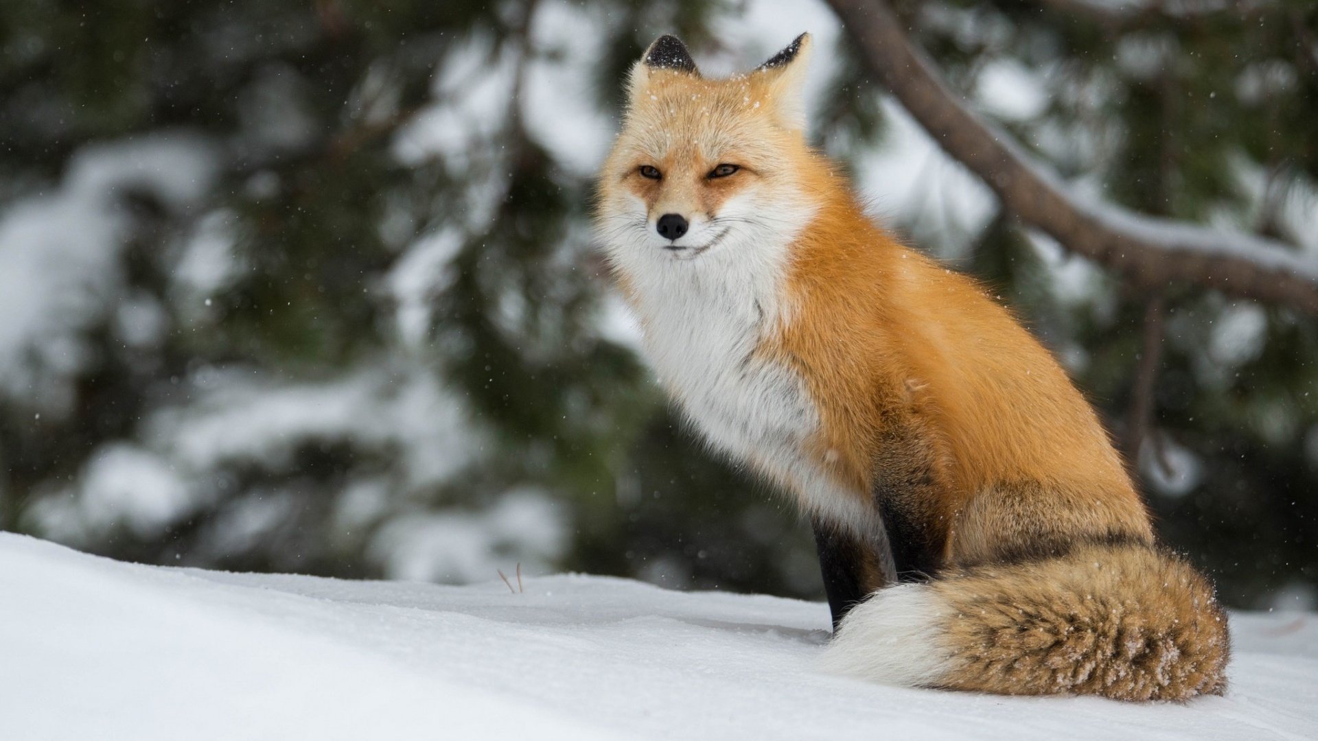 Обои зима, лиса, лисица, winter, fox разрешение 1920x1200 Загрузить