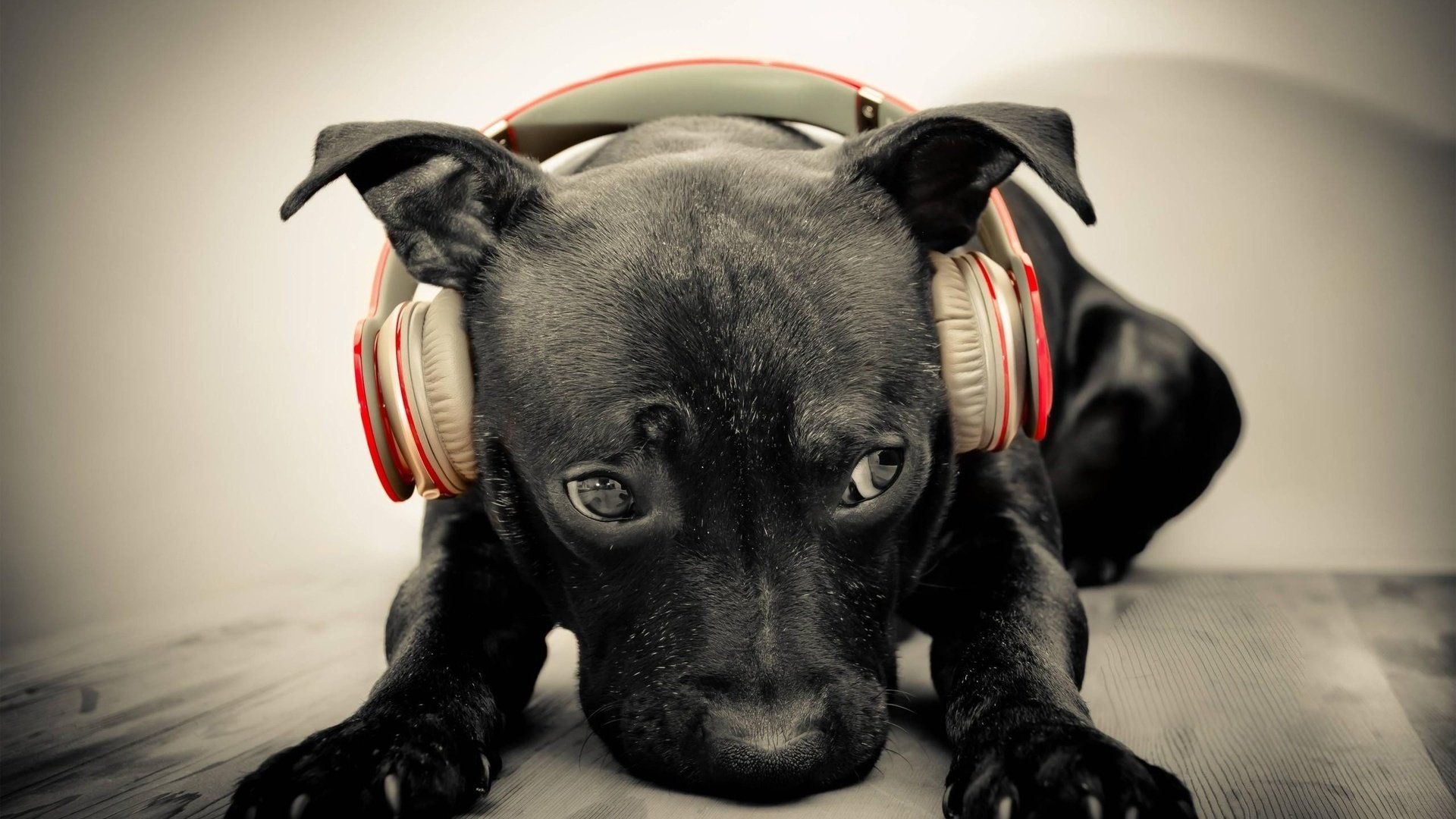 Обои морда, музыка, собака, наушники, щенок, face, music, dog, headphones, puppy разрешение 2560x1600 Загрузить