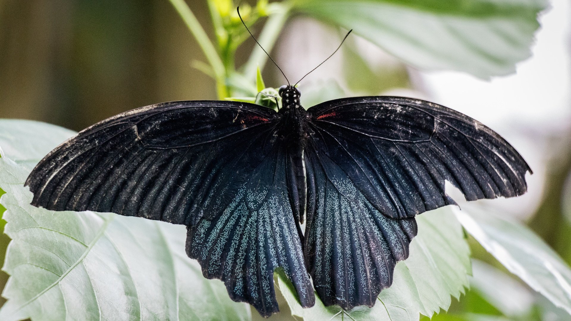 Обои природа, листья, насекомое, бабочка, крылья, nature, leaves, insect, butterfly, wings разрешение 6000x4000 Загрузить