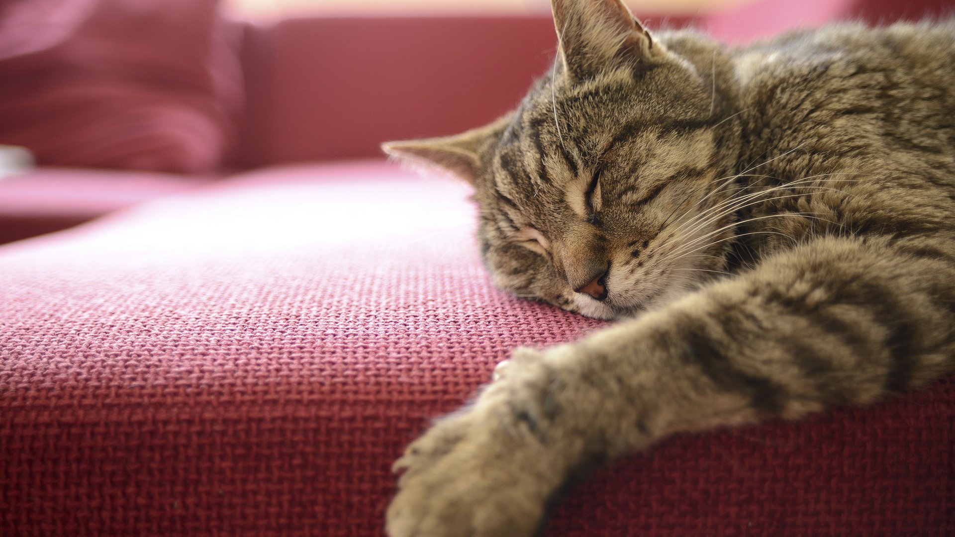 Обои кот, мордочка, кошка, сон, лапка, cat, muzzle, sleep, foot разрешение 2560x1600 Загрузить