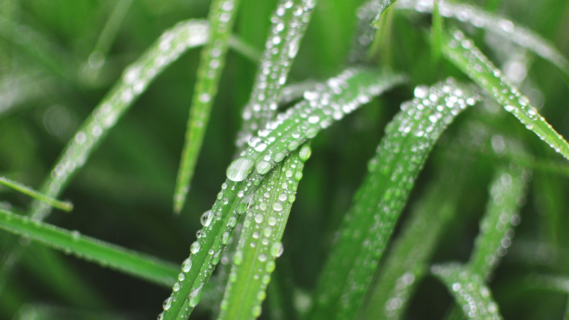 Обои трава, природа, роса, капли, зелёная трава, капельки росы, grass, nature, rosa, drops, green grass, drops of dew разрешение 6000x4000 Загрузить