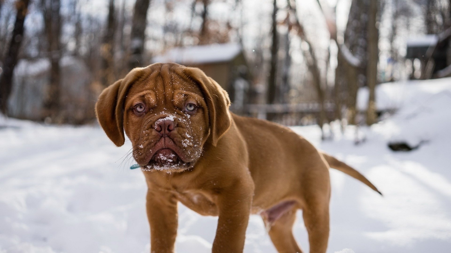Обои снег, мордочка, взгляд, собака, щенок, бордоский дог, snow, muzzle, look, dog, puppy, dogue de bordeaux разрешение 1920x1200 Загрузить