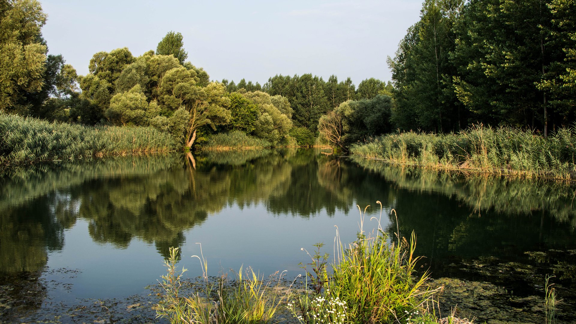 Обои деревья, река, природа, растения, лес, пейзаж, дунай, trees, river, nature, plants, forest, landscape, the danube разрешение 3840x2400 Загрузить