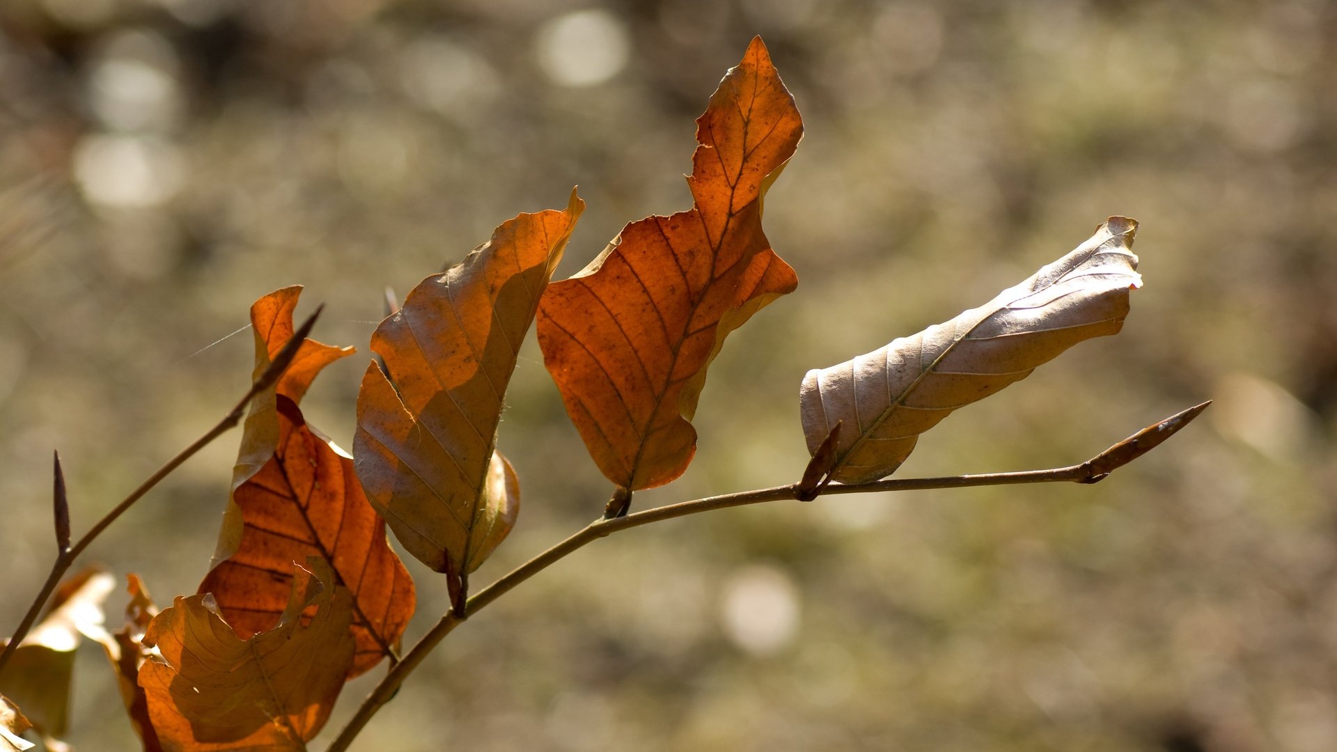 Обои ветка, природа, листья, осень, боке, сухие листья, branch, nature, leaves, autumn, bokeh, dry leaves разрешение 3872x2592 Загрузить