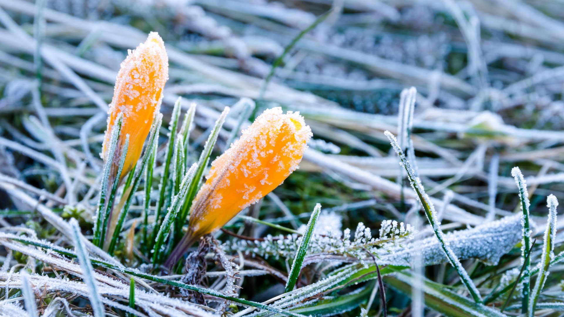 Обои цветы, трава, иней, весна, крокусы, flowers, grass, frost, spring, crocuses разрешение 1920x1200 Загрузить