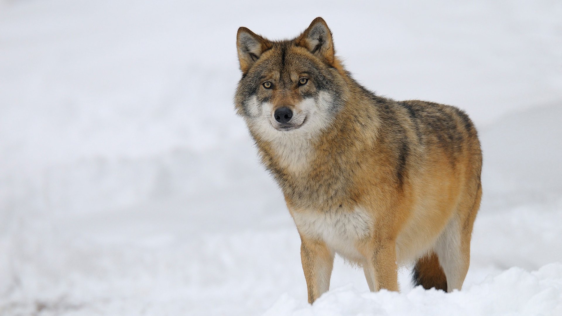 Обои снег, зима, хищник, волк, snow, winter, predator, wolf разрешение 1920x1200 Загрузить