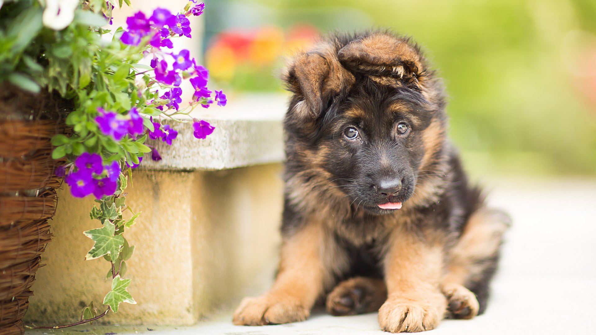 Обои цветы, собака, щенок, немецкая овчарка, flowers, dog, puppy, german shepherd разрешение 1920x1200 Загрузить