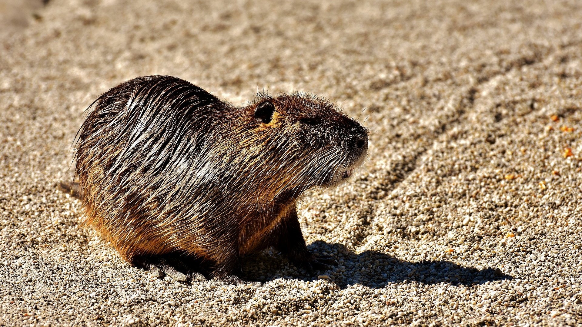 Обои животное, мокрый, грызун, водяная крыса, нутрия, animal, wet, rodent, the water rat, nutria разрешение 1920x1280 Загрузить