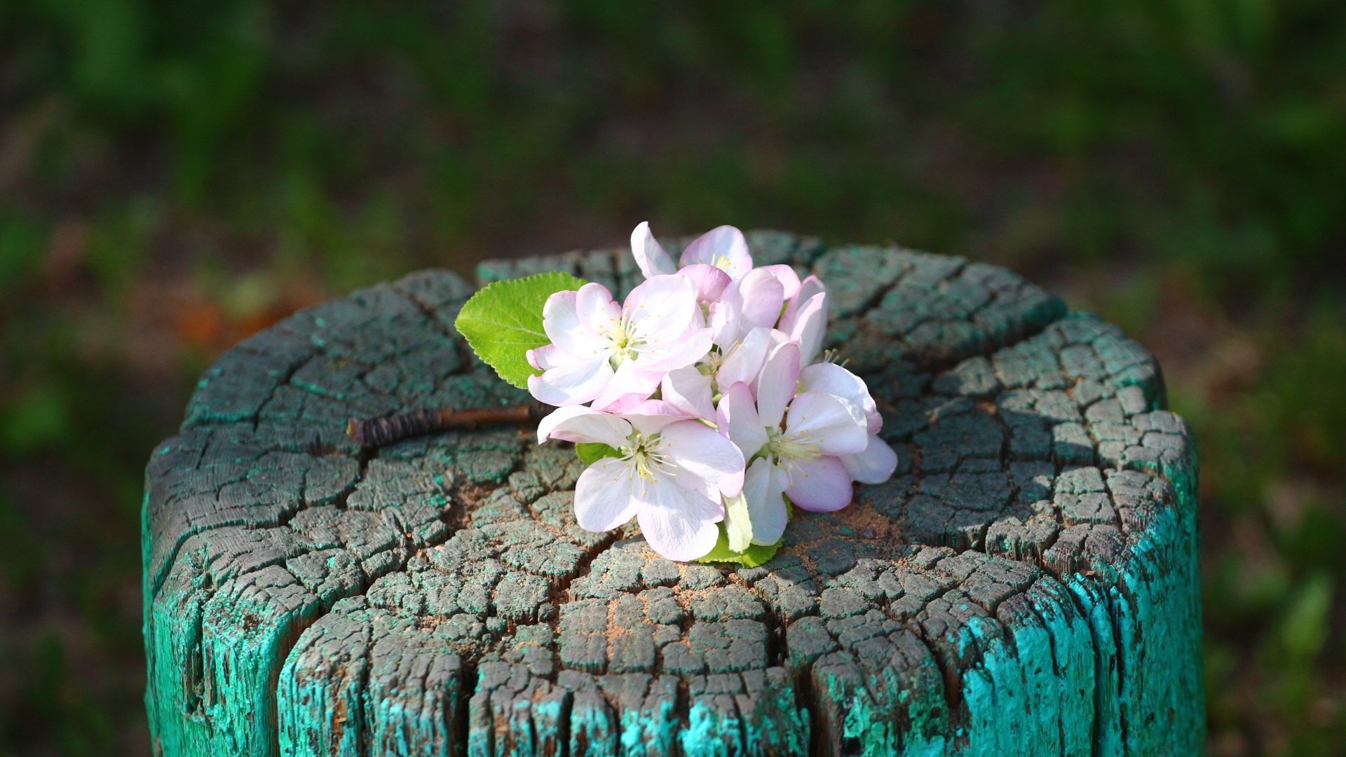 Обои цветы, веточка, яблоня, пень, flowers, sprig, apple, stump разрешение 1920x1280 Загрузить