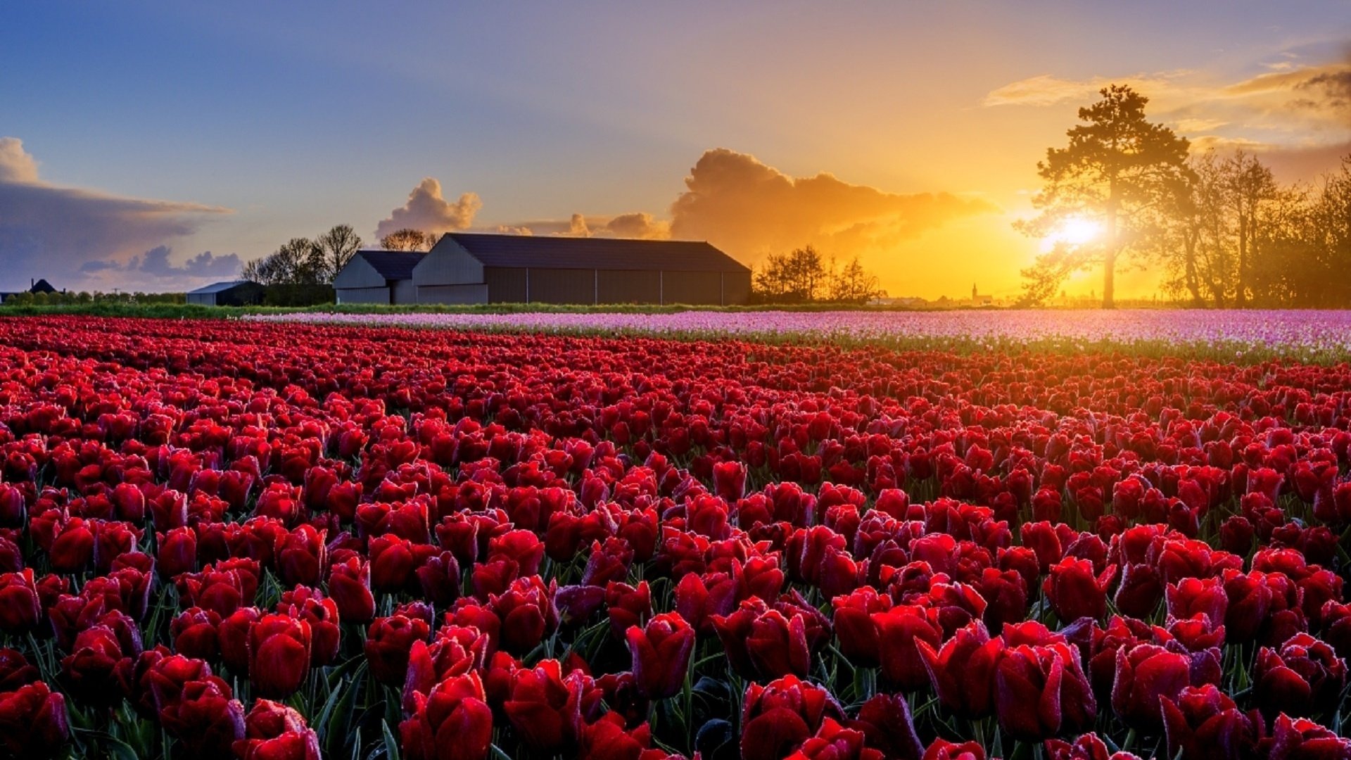 Обои цветы, поле, маки, весна, ферма, голландия, tomas morkes, flowers, field, maki, spring, farm, holland разрешение 1920x1281 Загрузить