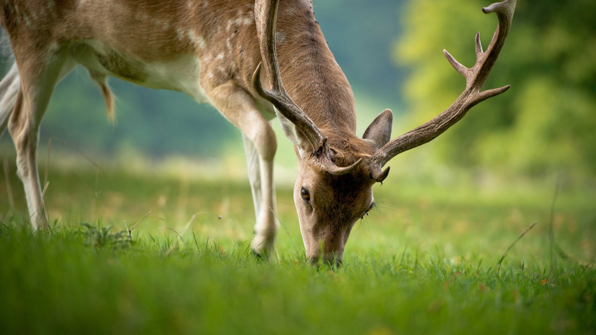 Обои трава, природа, олень, животные, лето, рога, grass, nature, deer, animals, summer, horns разрешение 2044x1362 Загрузить