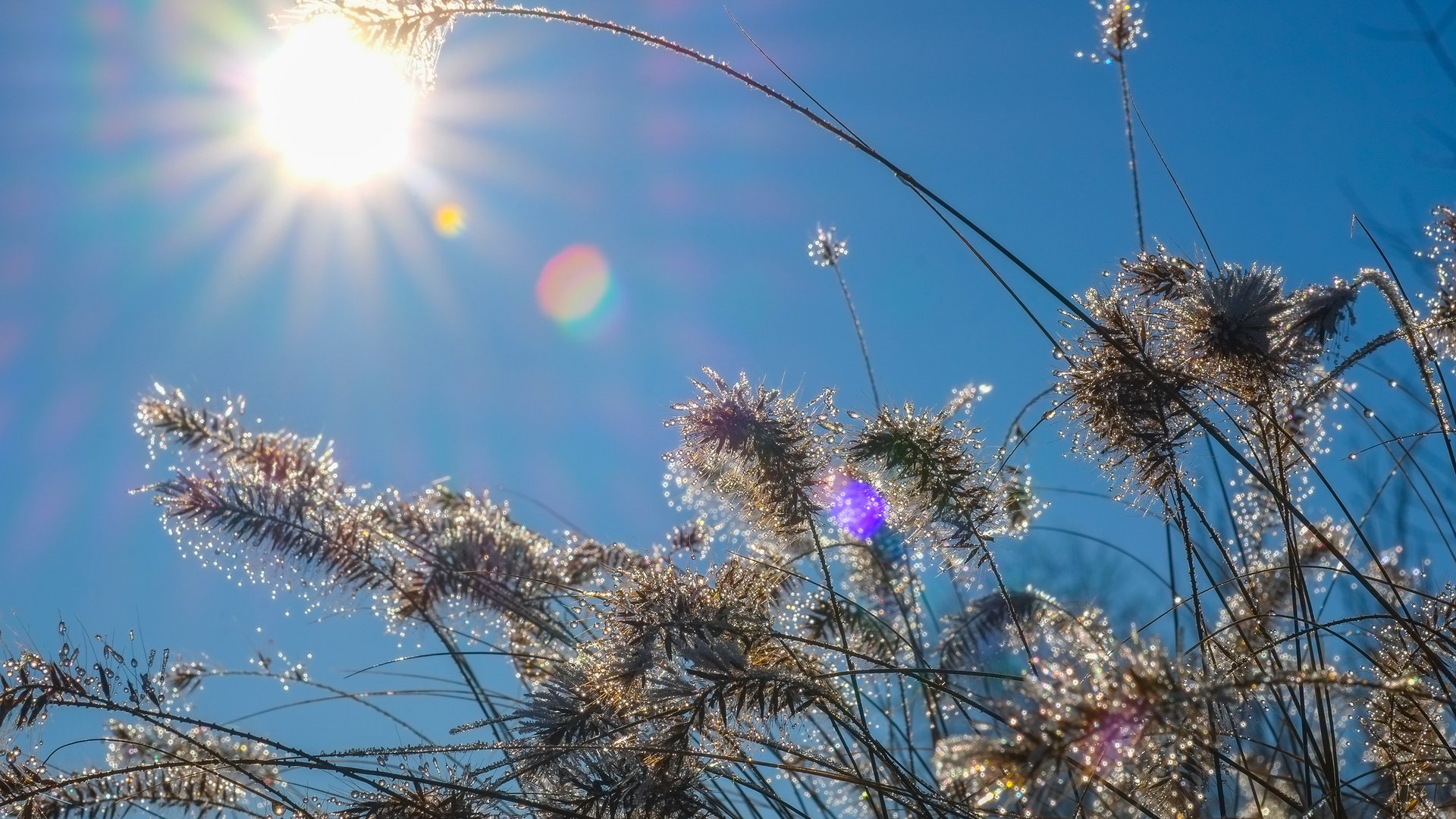 Обои небо, трава, солнце, природа, растения, капли, колоски, the sky, grass, the sun, nature, plants, drops, spikelets разрешение 4896x3264 Загрузить