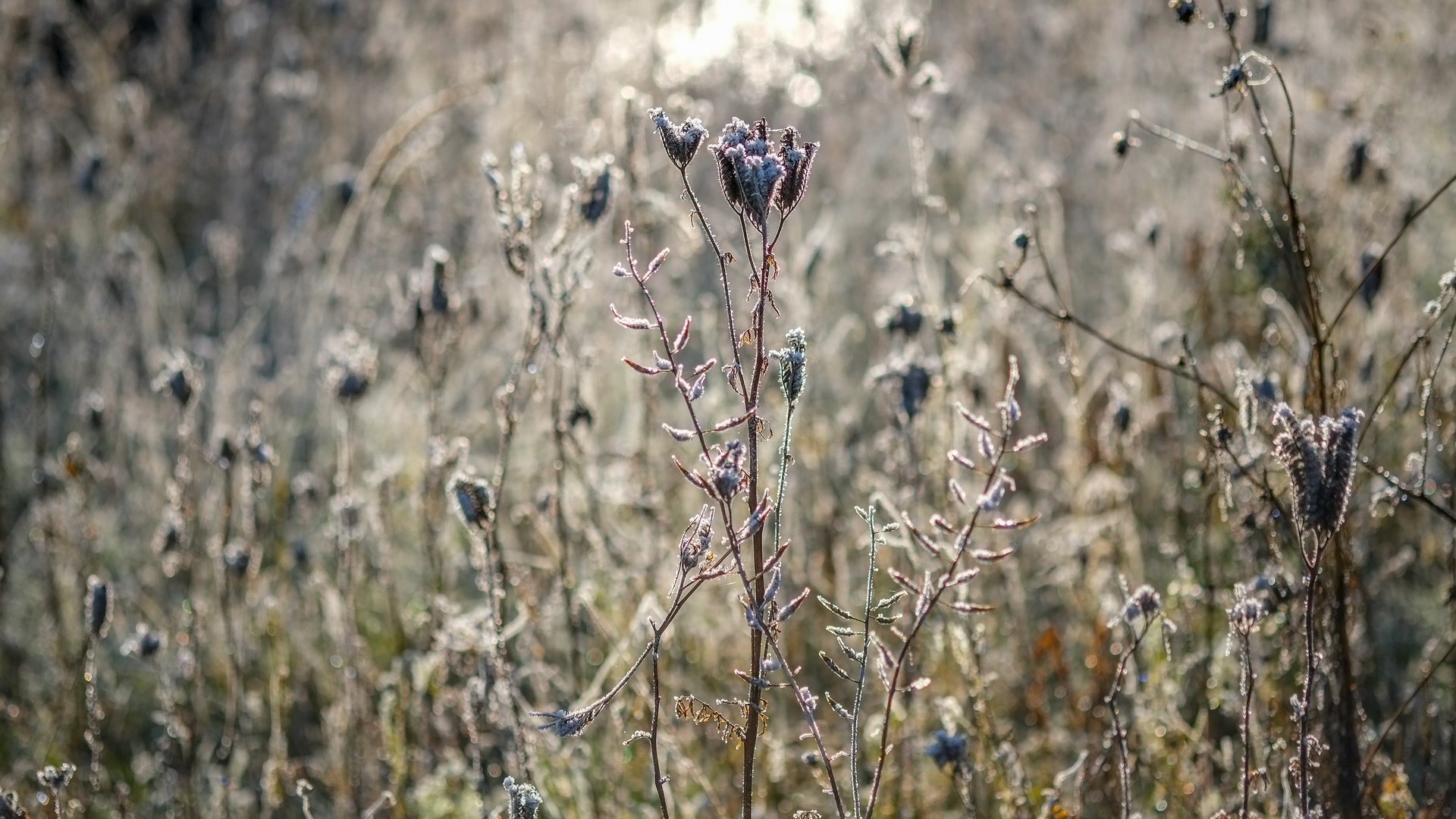 Обои цветы, трава, природа, растения, сухие, flowers, grass, nature, plants, dry разрешение 4896x3264 Загрузить