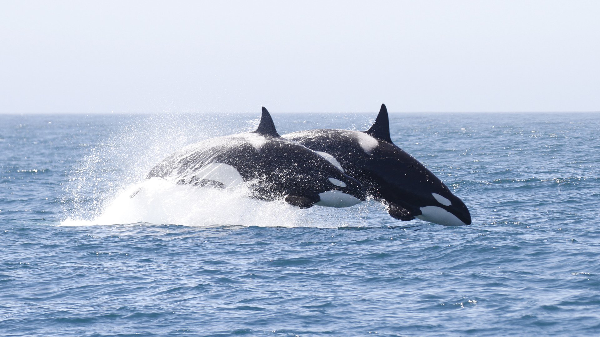 Обои вода, брызги, кит, косатка, water, squirt, kit, orca разрешение 3887x2186 Загрузить