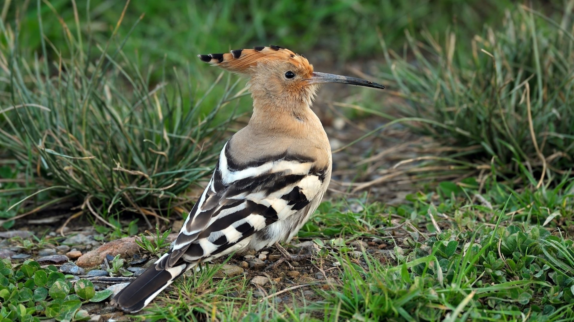 Обои трава, животные, птицы, клюв, перья, удод, grass, animals, birds, beak, feathers, hoopoe разрешение 2048x1363 Загрузить