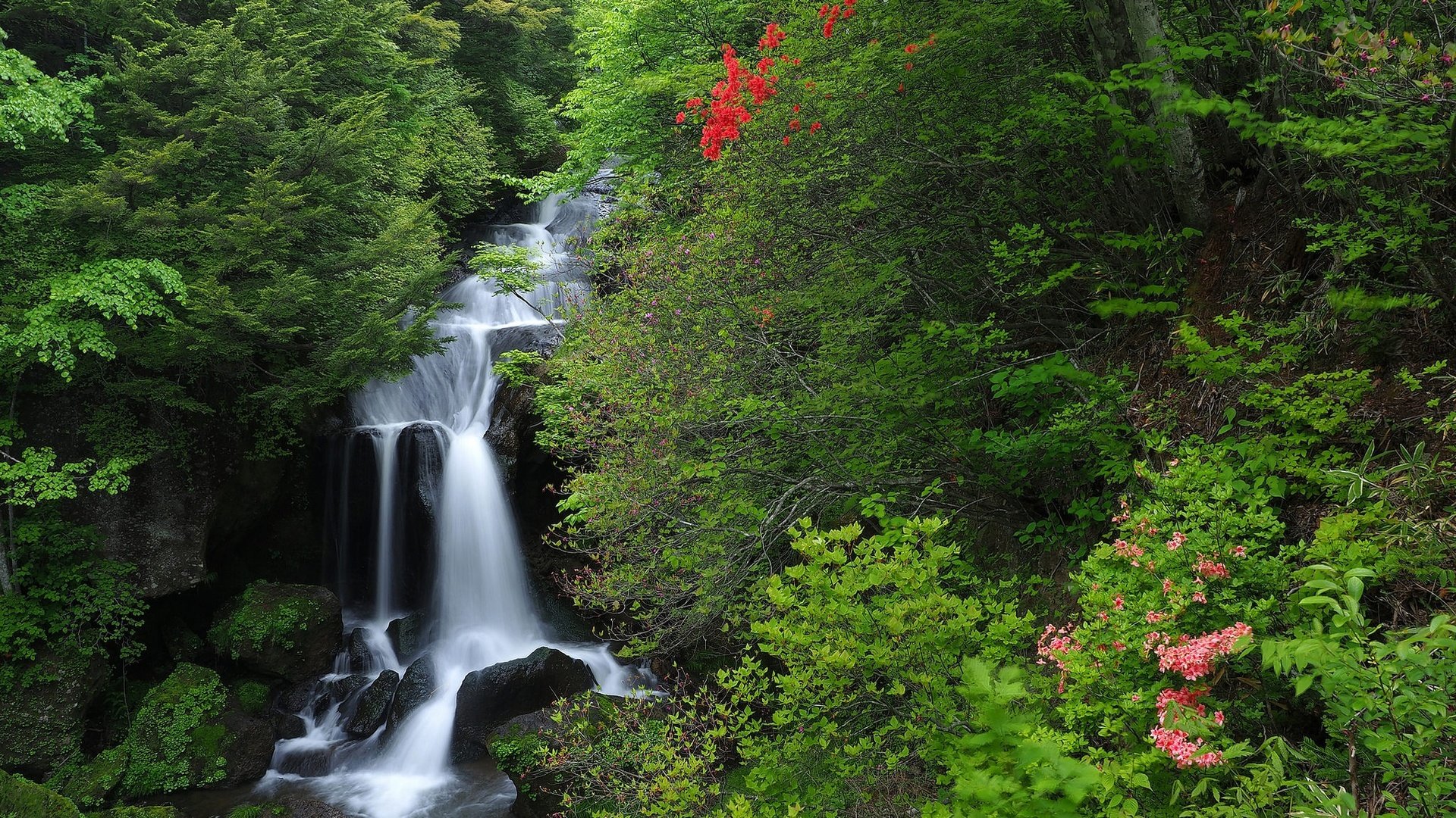 Обои лес, водопад, япония, японии, хонсю, каскад, nikko national park, национальный парк никко, forest, waterfall, japan, honshu, cascade, national park nikko разрешение 2048x1536 Загрузить