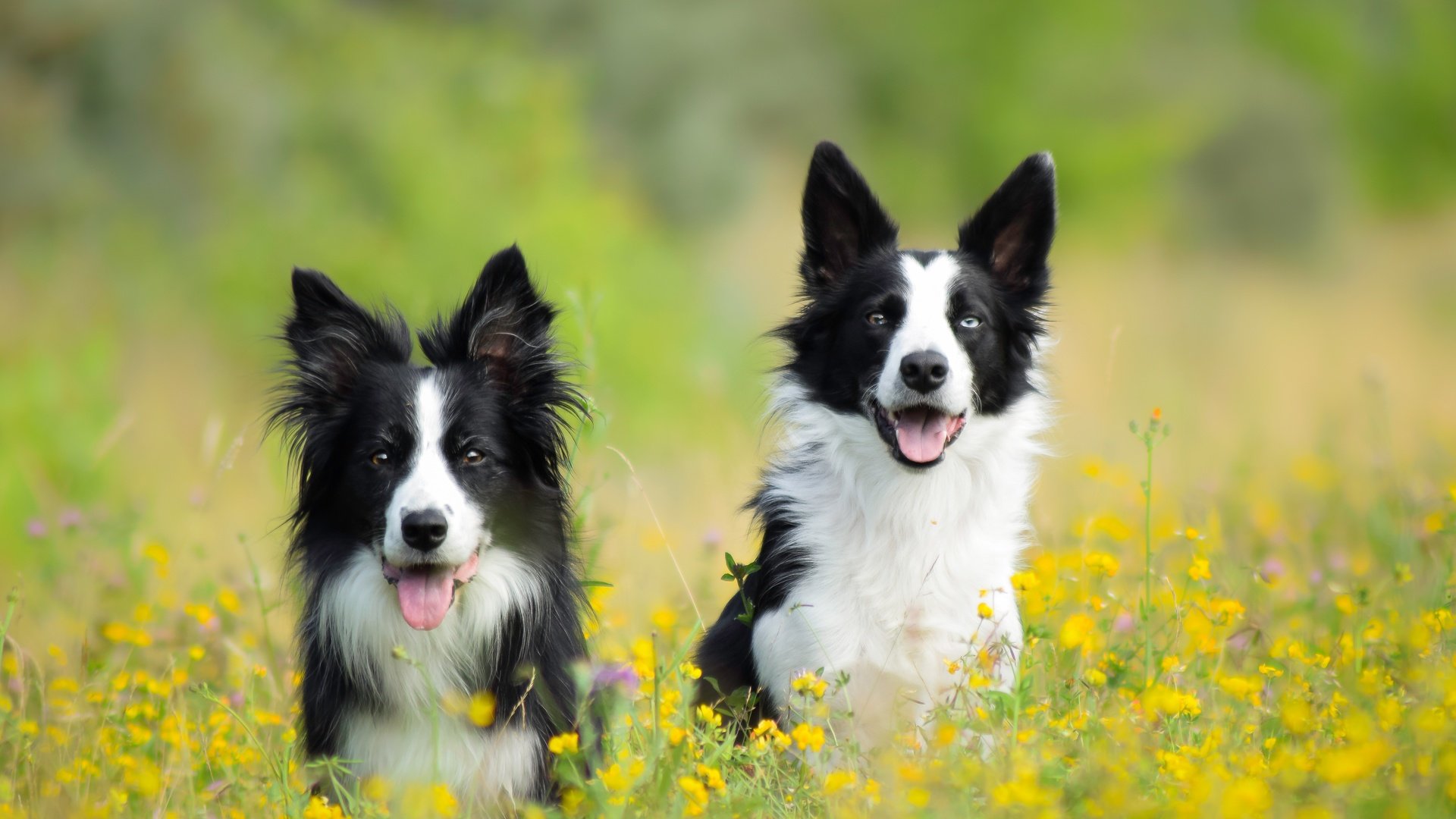 Обои цветы, луг, пара, собаки, бордер-колли, две собаки, flowers, meadow, pair, dogs, the border collie, two dogs разрешение 5673x3782 Загрузить