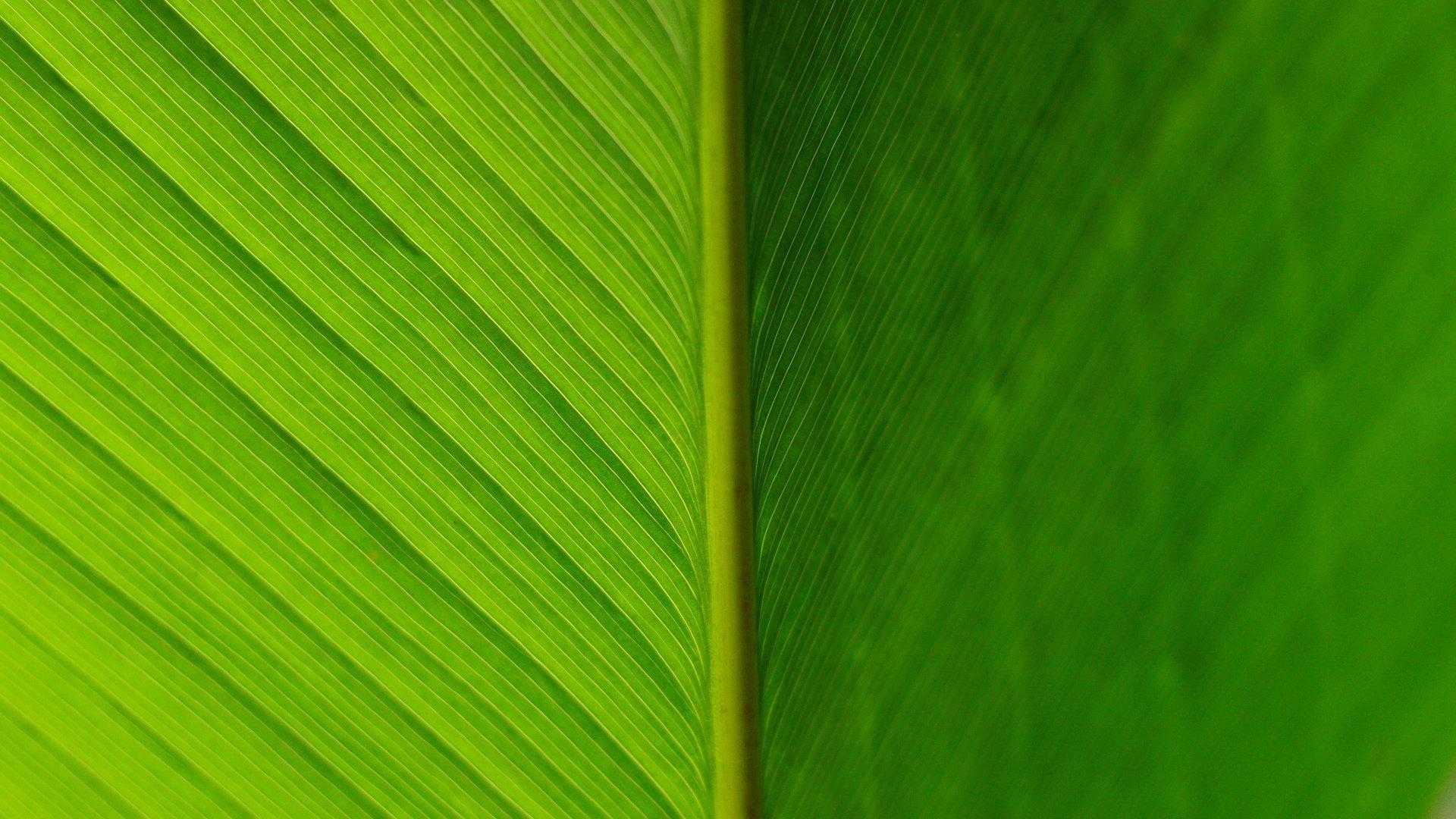 Обои текстура, цвет, лист, прожилки, зеленый лист, texture, color, sheet, veins, green leaf разрешение 1920x1276 Загрузить