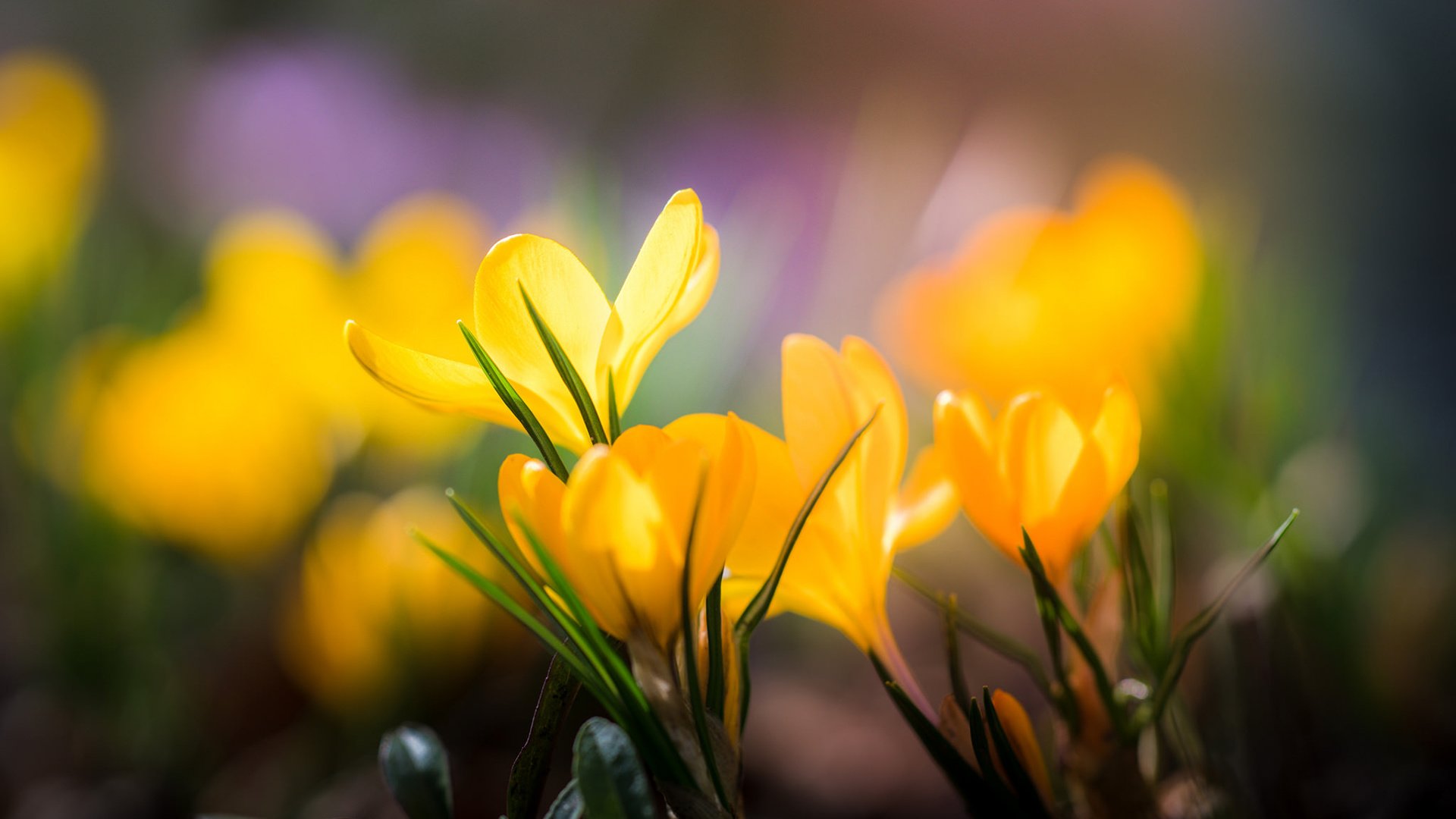 Обои цветы, лепестки, размытость, весна, желтые, крокусы, flowers, petals, blur, spring, yellow, crocuses разрешение 1920x1200 Загрузить