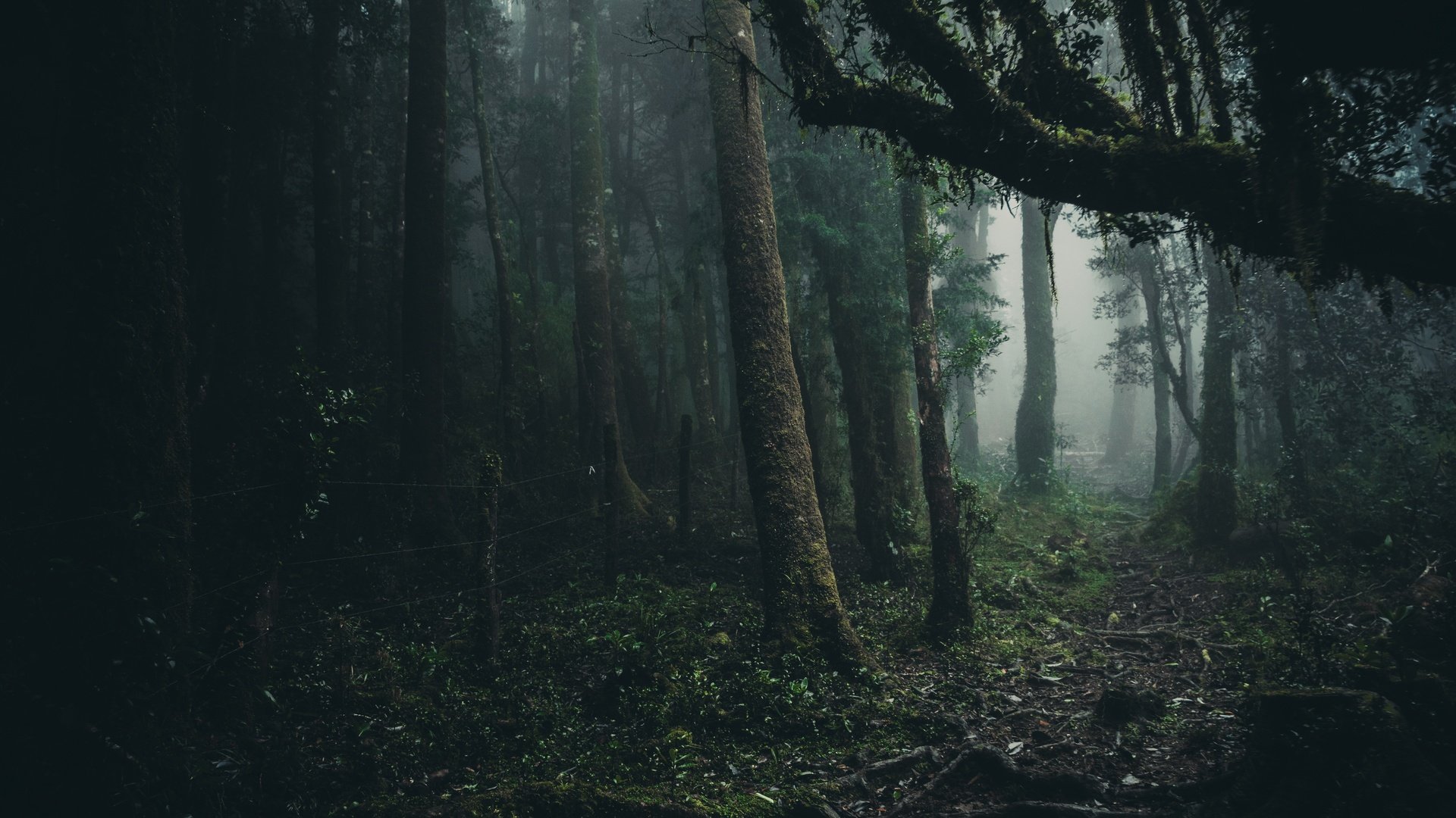 Обои деревья, лес, туман, листва, oncol park, trees, forest, fog, foliage разрешение 6000x4000 Загрузить