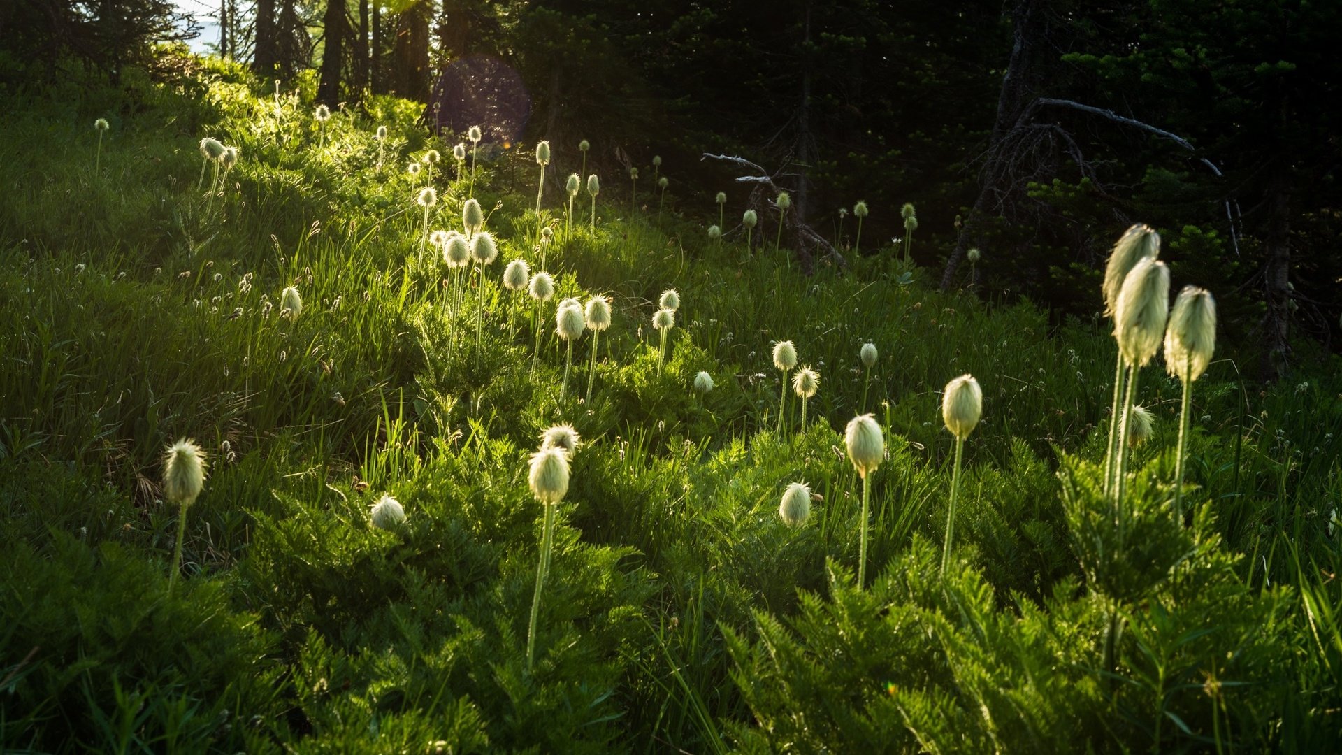 Обои цветы, трава, природа, растения, flowers, grass, nature, plants разрешение 2048x1367 Загрузить