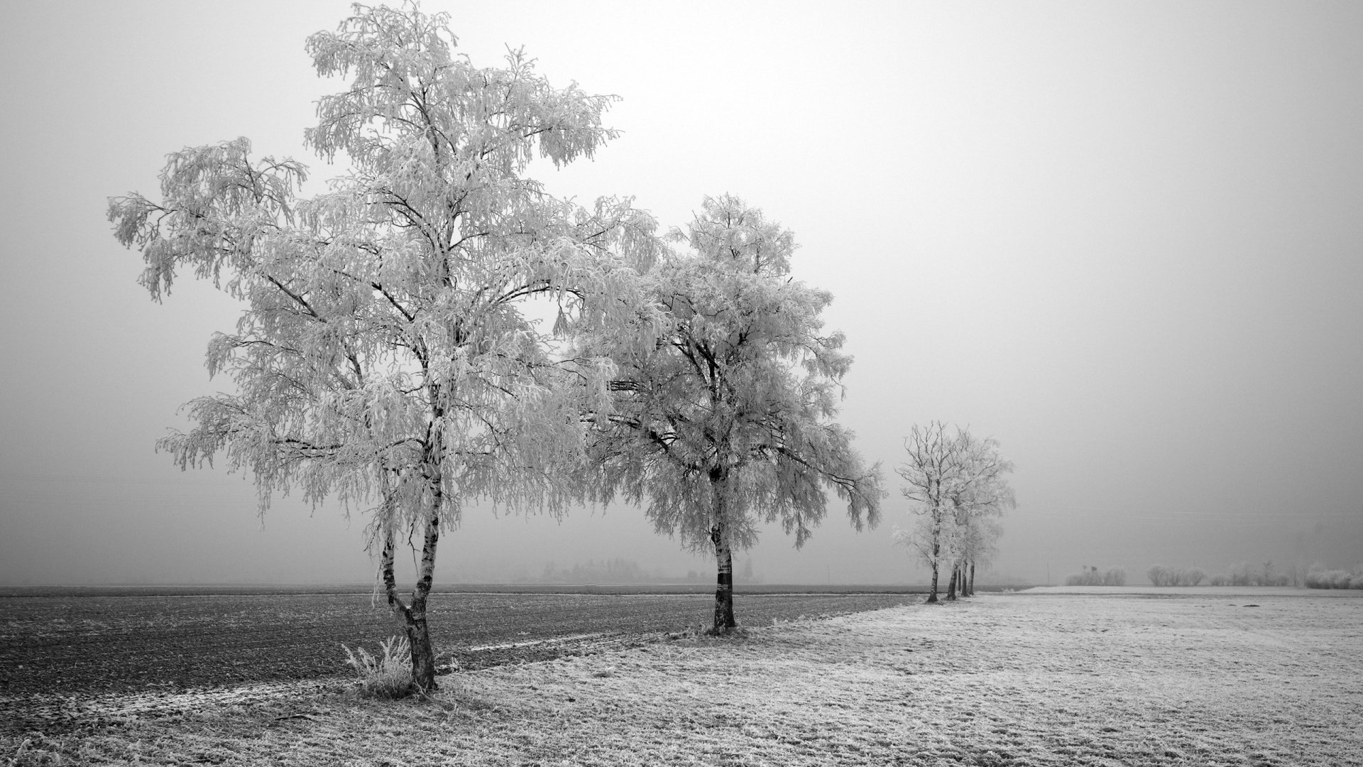 Обои дорога, деревья, снег, зима, поле, березы, иней, road, trees, snow, winter, field, birch, frost разрешение 1920x1200 Загрузить