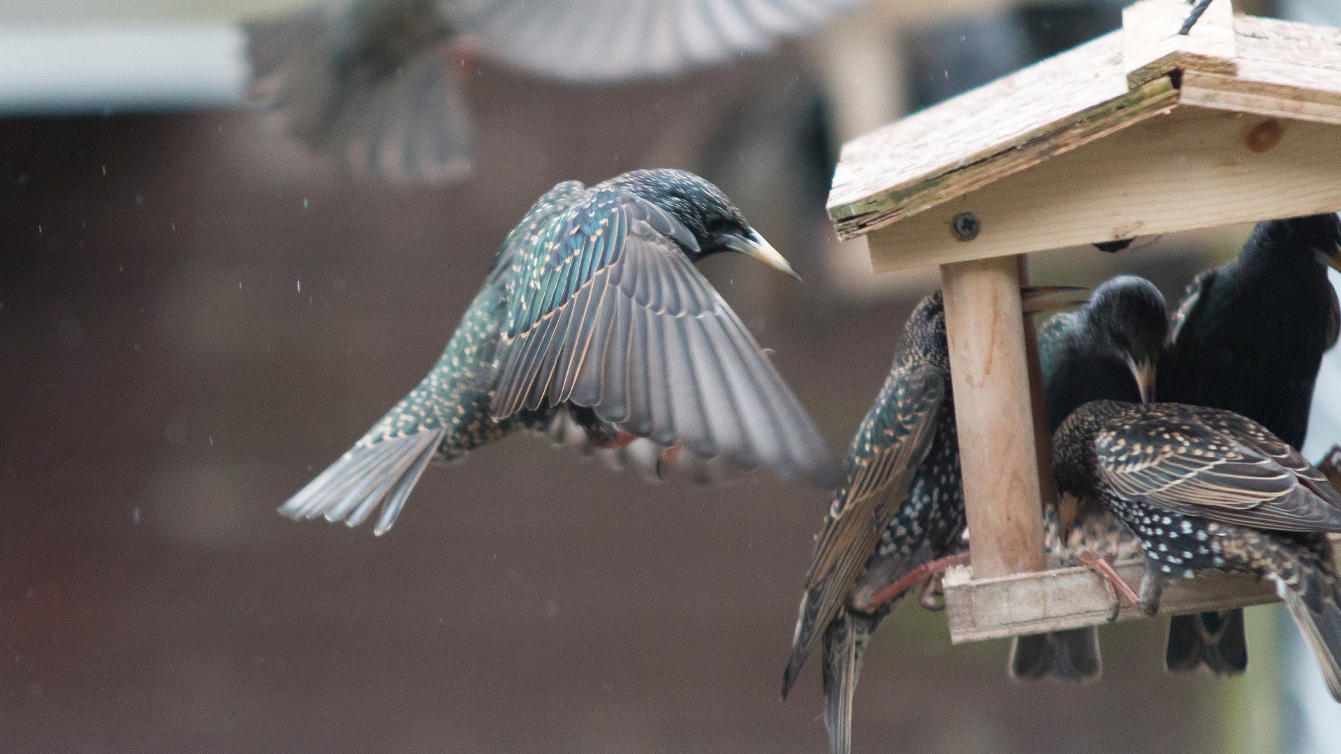 Обои крылья, птицы, клюв, перья, скворец, кормушка, wings, birds, beak, feathers, starling, feeder разрешение 2560x1440 Загрузить