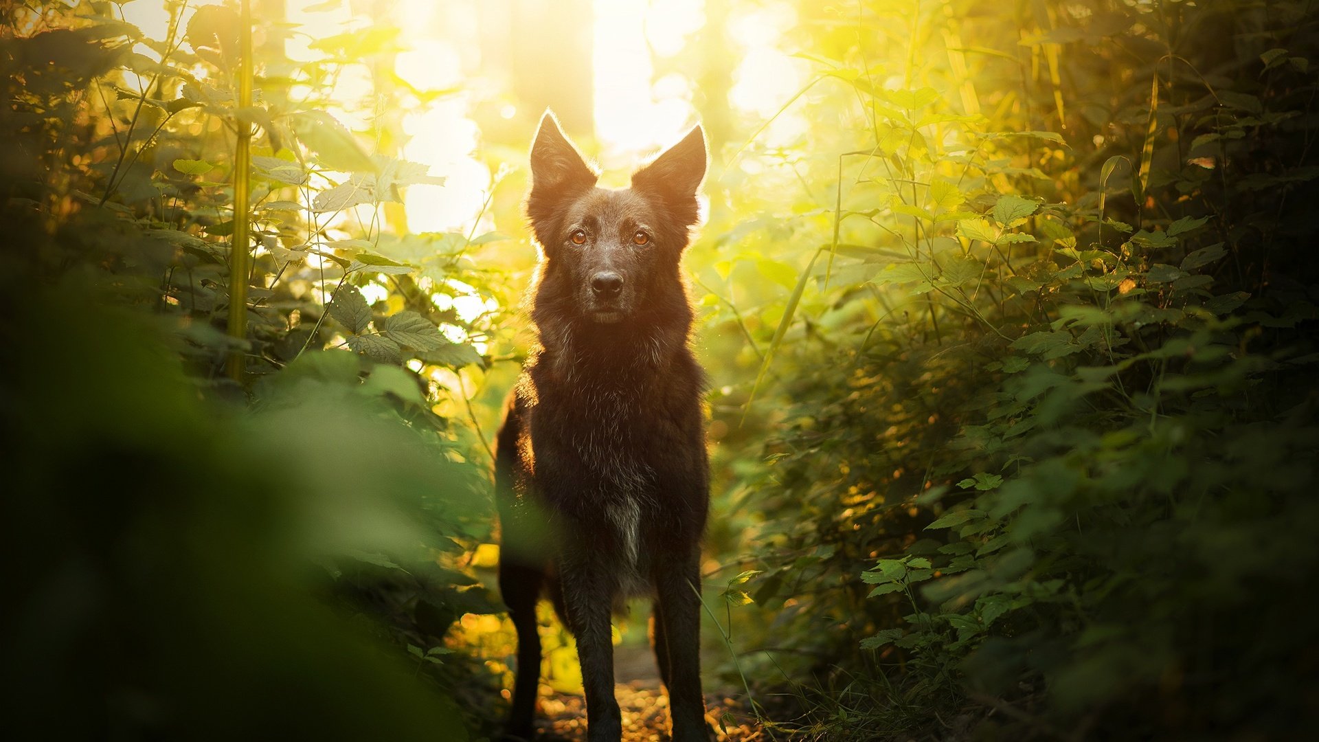 Обои зелень, мордочка, взгляд, собака, боке, элина, greens, muzzle, look, dog, bokeh, elina разрешение 2048x1367 Загрузить