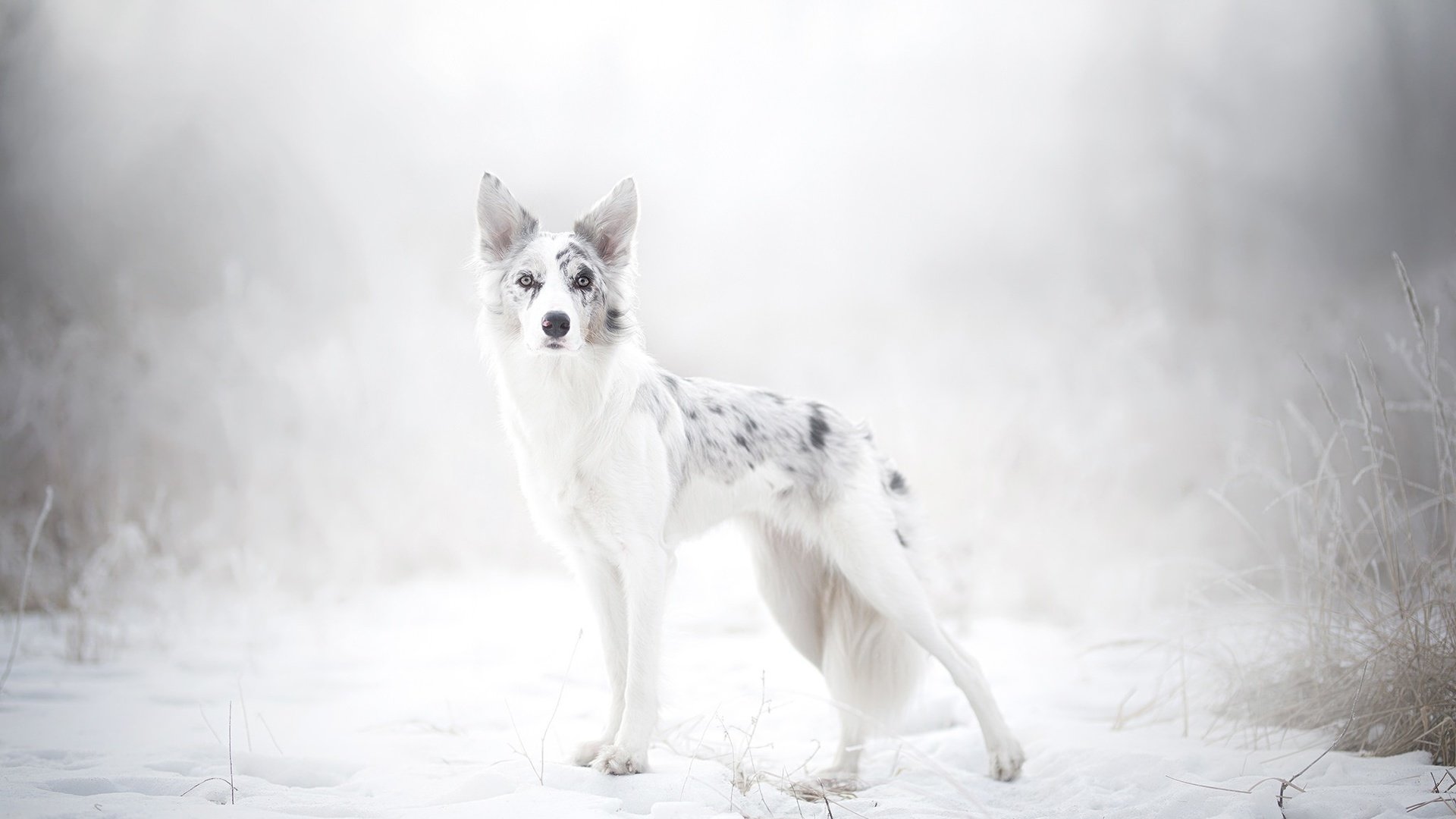 Обои снег, природа, зима, собака, австралийская овчарка, alicja zmysłowska, snow, nature, winter, dog, australian shepherd разрешение 2048x1365 Загрузить