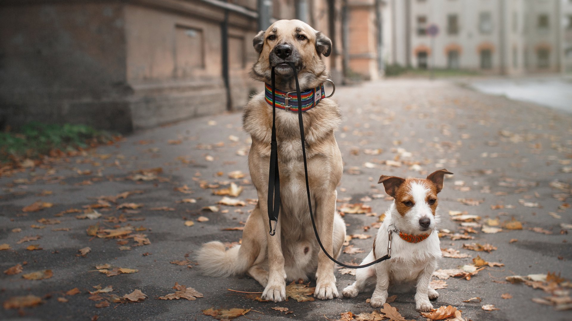 Обои прогулка, ошейник, собаки, поводок, осенние листья, walk, collar, dogs, leash, autumn leaves разрешение 1920x1200 Загрузить