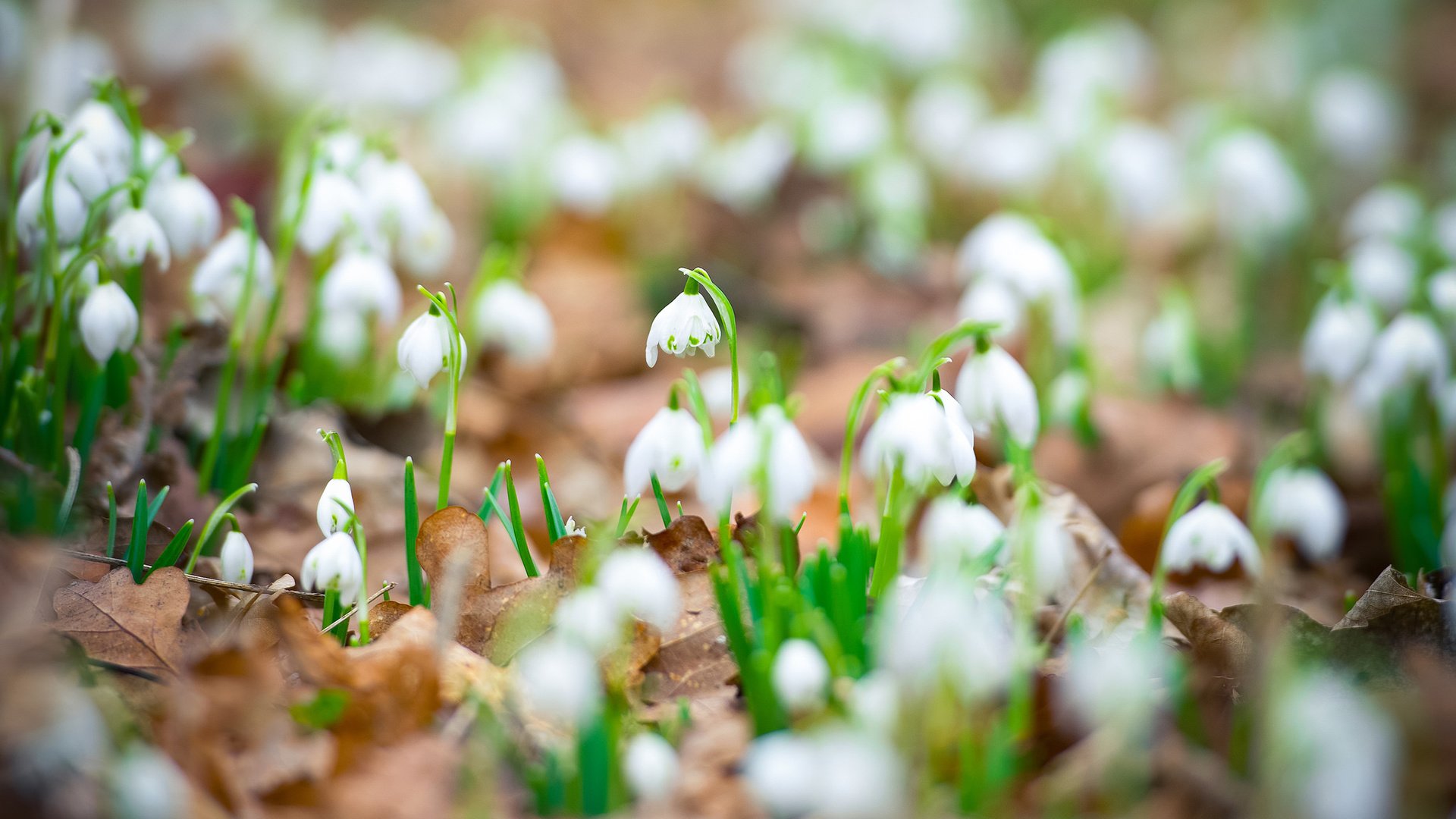 Обои цветы, листья, весна, белые, подснежники, flowers, leaves, spring, white, snowdrops разрешение 1920x1200 Загрузить