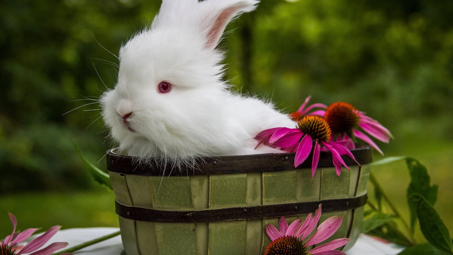 Обои цветы, ушки, кролик, животное, корзинка, зайчик, ведро, flowers, ears, rabbit, animal, basket, bunny, bucket разрешение 2048x1365 Загрузить