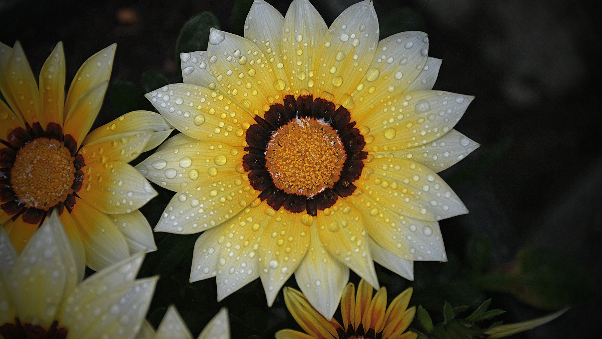 Обои цветы, макро, капли, лепестки, черный фон, газания, flowers, macro, drops, petals, black background, gazania разрешение 6000x4000 Загрузить