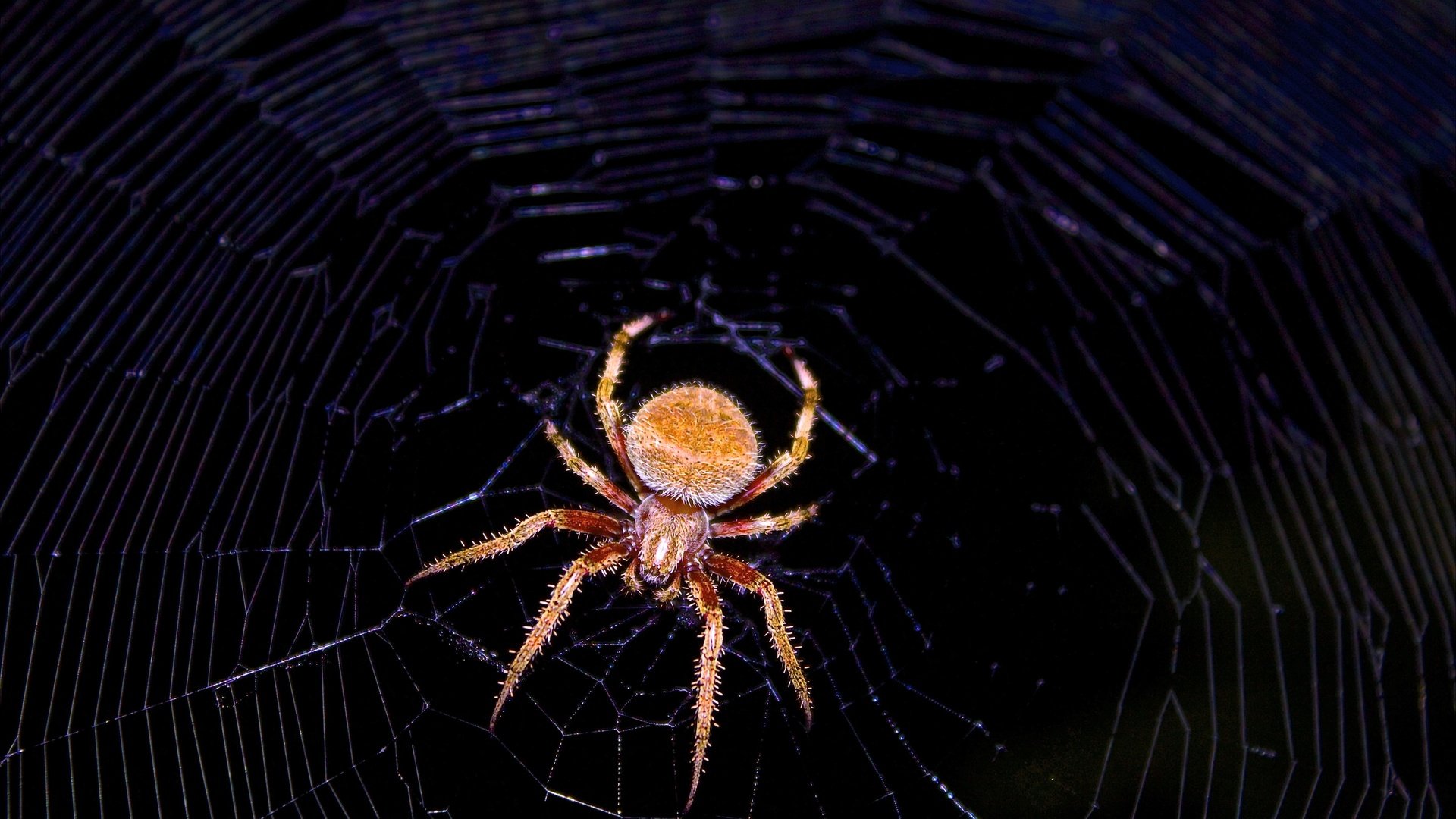 Обои макро, черный фон, паук, паутина, членистоногие, macro, black background, spider, web, arthropods разрешение 2880x1800 Загрузить