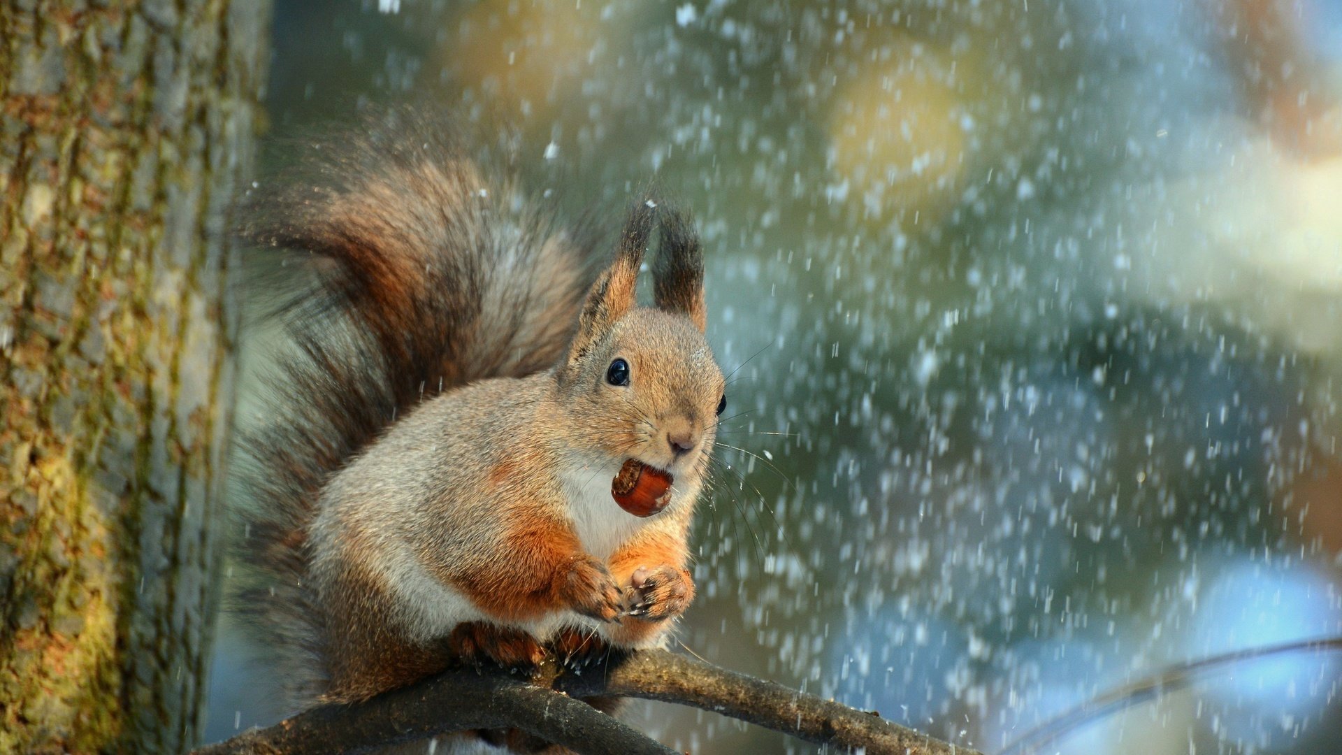 Обои снег, дерево, ветки, животное, белка, орех, snow, tree, branches, animal, protein, walnut разрешение 2996x2000 Загрузить