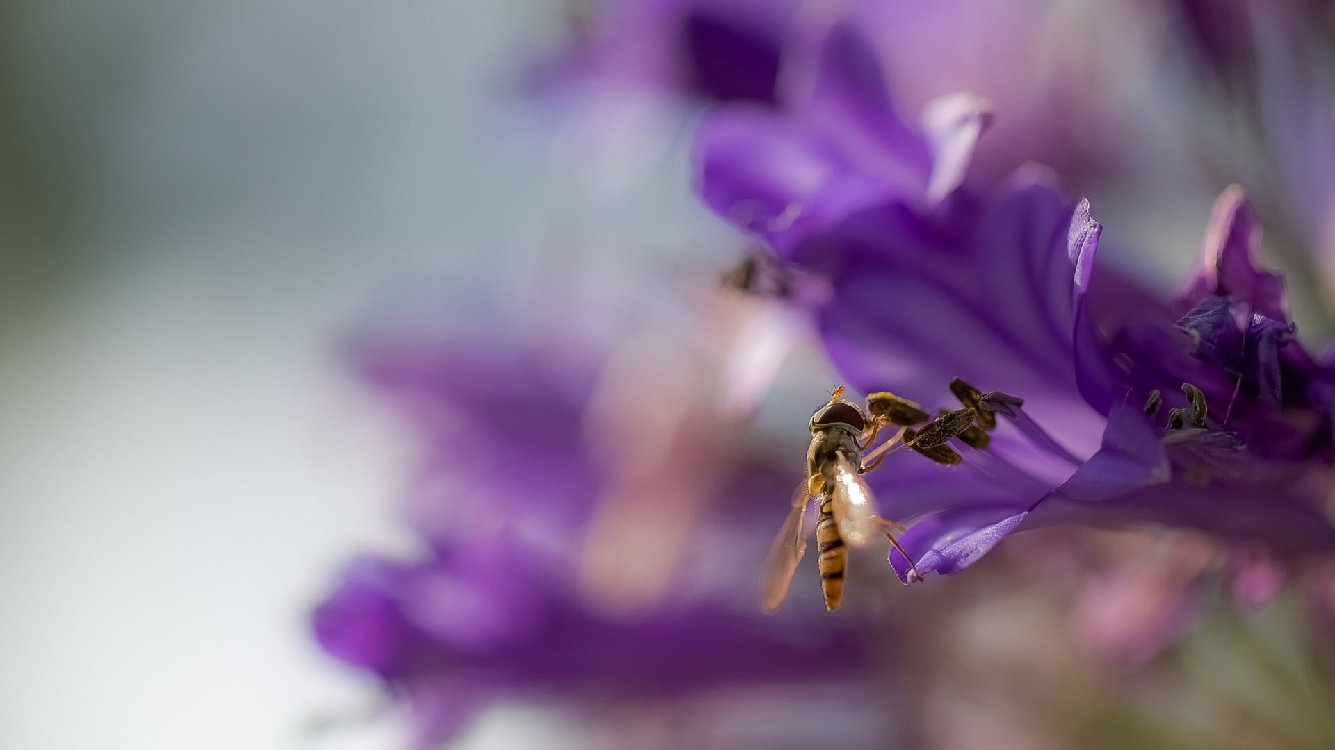 Обои фон, цветок, крылья, размытость, оса, жало, background, flower, wings, blur, osa, sting разрешение 2072x1080 Загрузить