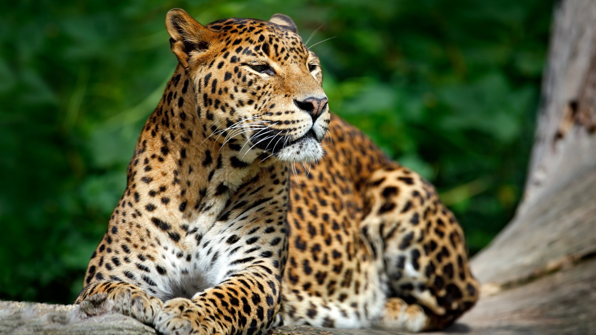 Обои морда, природа, взгляд, леопард, хищник, дикая кошка, face, nature, look, leopard, predator, wild cat разрешение 4500x3184 Загрузить
