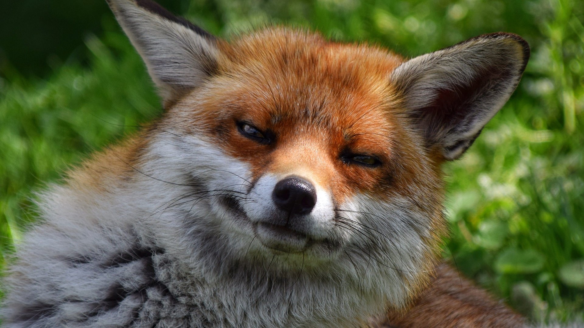 Обои глаза, мордочка, взгляд, лиса, лисица, eyes, muzzle, look, fox разрешение 2048x1365 Загрузить