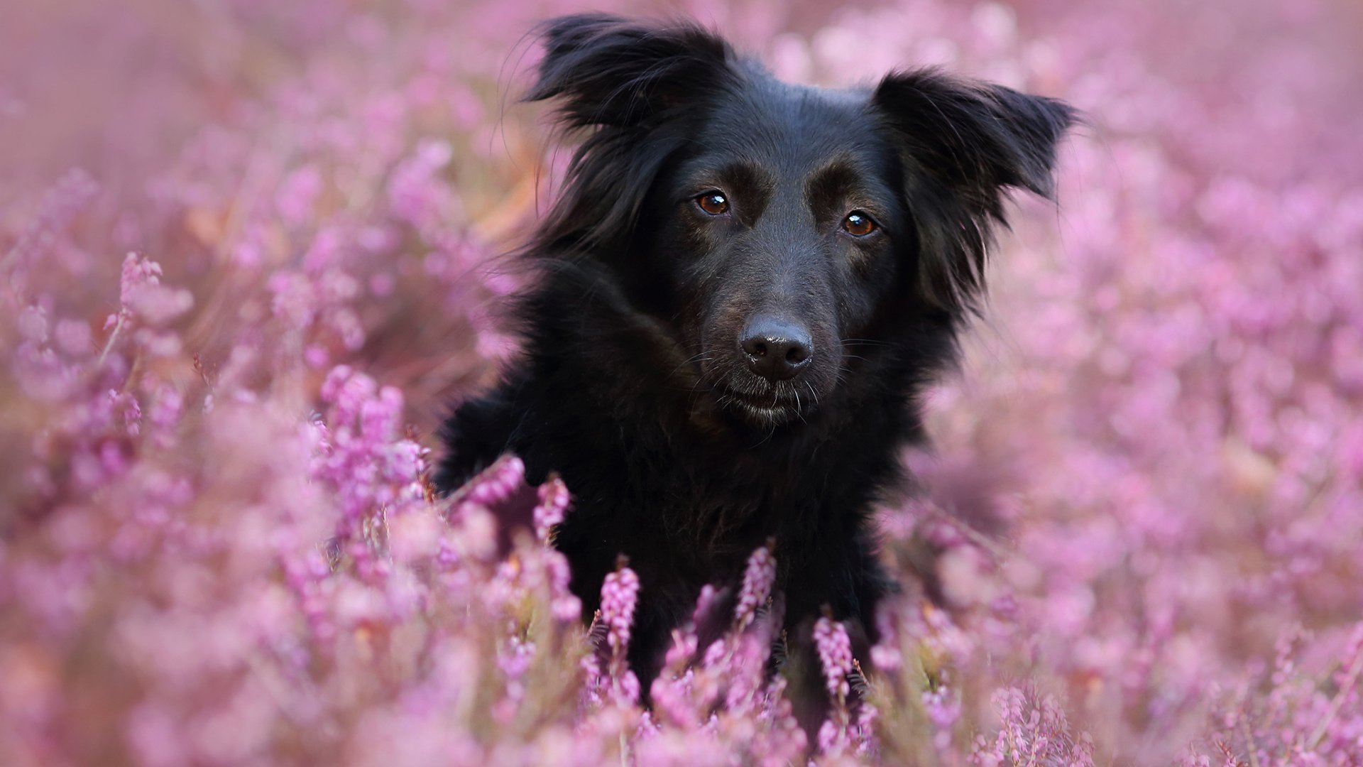 Обои цветы, мордочка, взгляд, собака, linda kohler, flowers, muzzle, look, dog разрешение 1920x1200 Загрузить