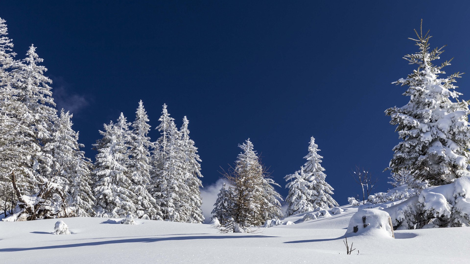 Обои небо, деревья, снег, природа, лес, зима, nicole mikulasch, the sky, trees, snow, nature, forest, winter разрешение 1920x1200 Загрузить