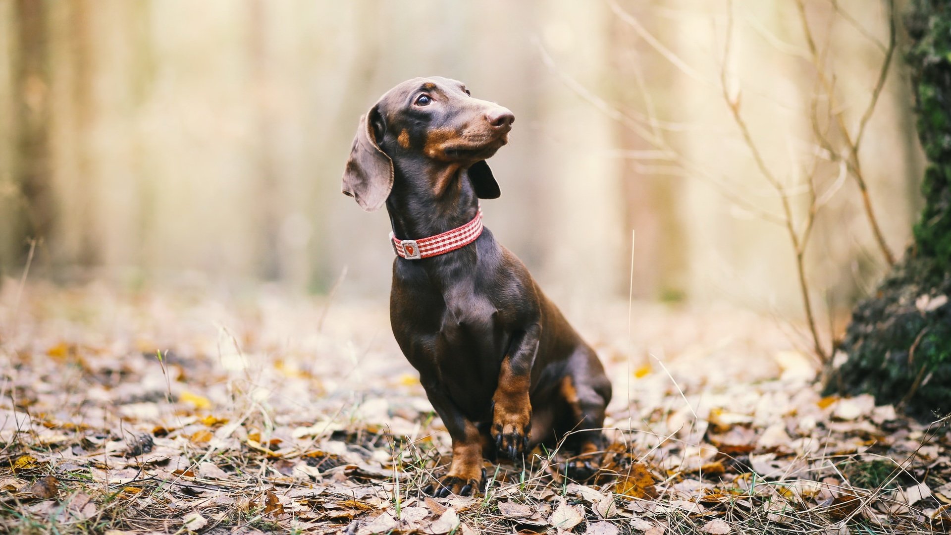 Обои природа, листья, взгляд, осень, собака, такса, nature, leaves, look, autumn, dog, dachshund разрешение 2048x1182 Загрузить