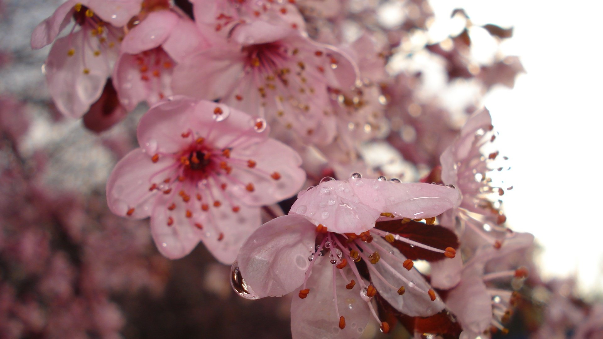 Обои цветение, весна, вишня, капли воды, flowering, spring, cherry, water drops разрешение 2592x1944 Загрузить