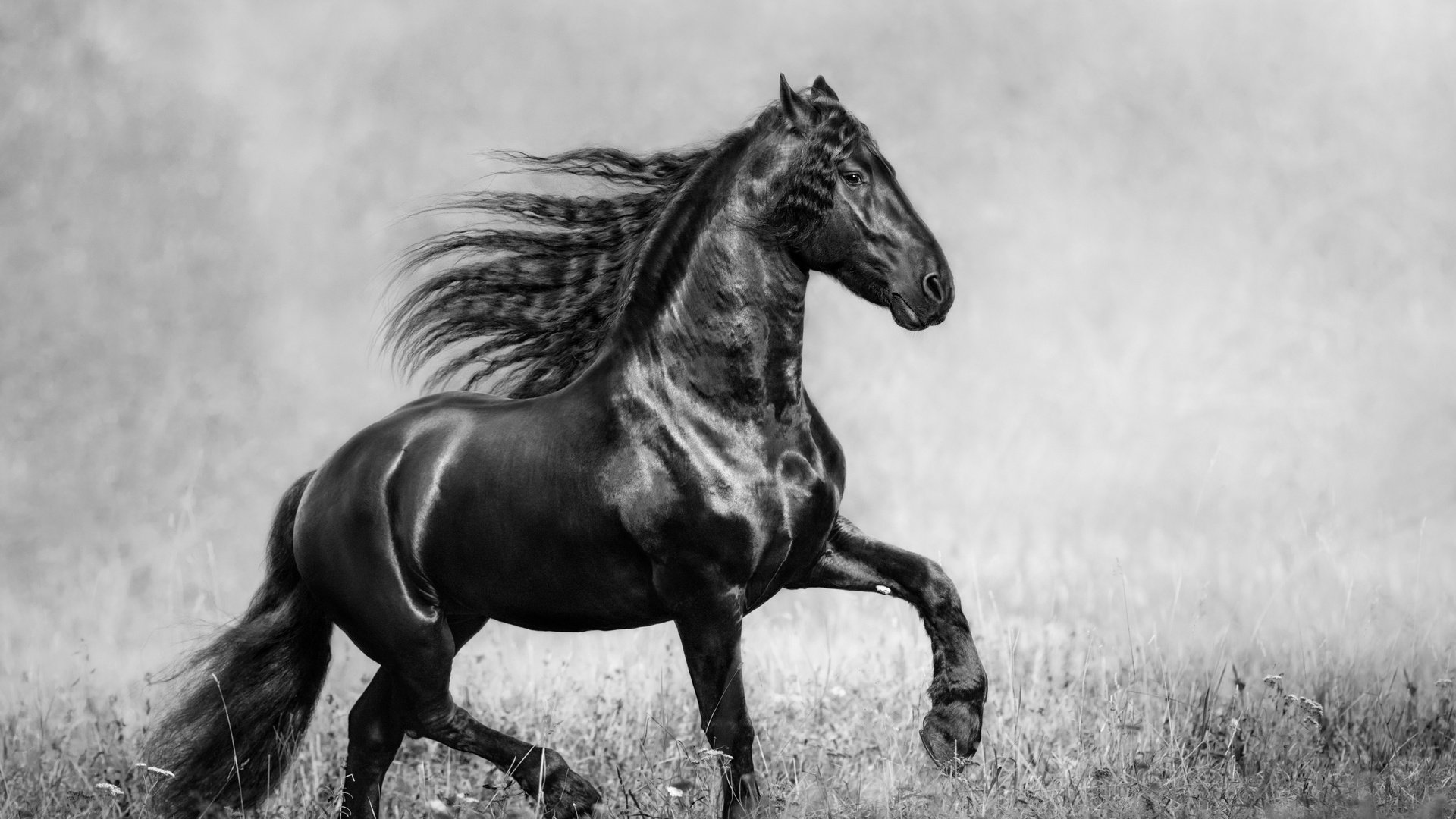 Обои лошадь, трава, чёрно-белое, конь, грива, фризская лошадь, чистокровная, horse, grass, black and white, mane, friesian horse разрешение 3840x2160 Загрузить