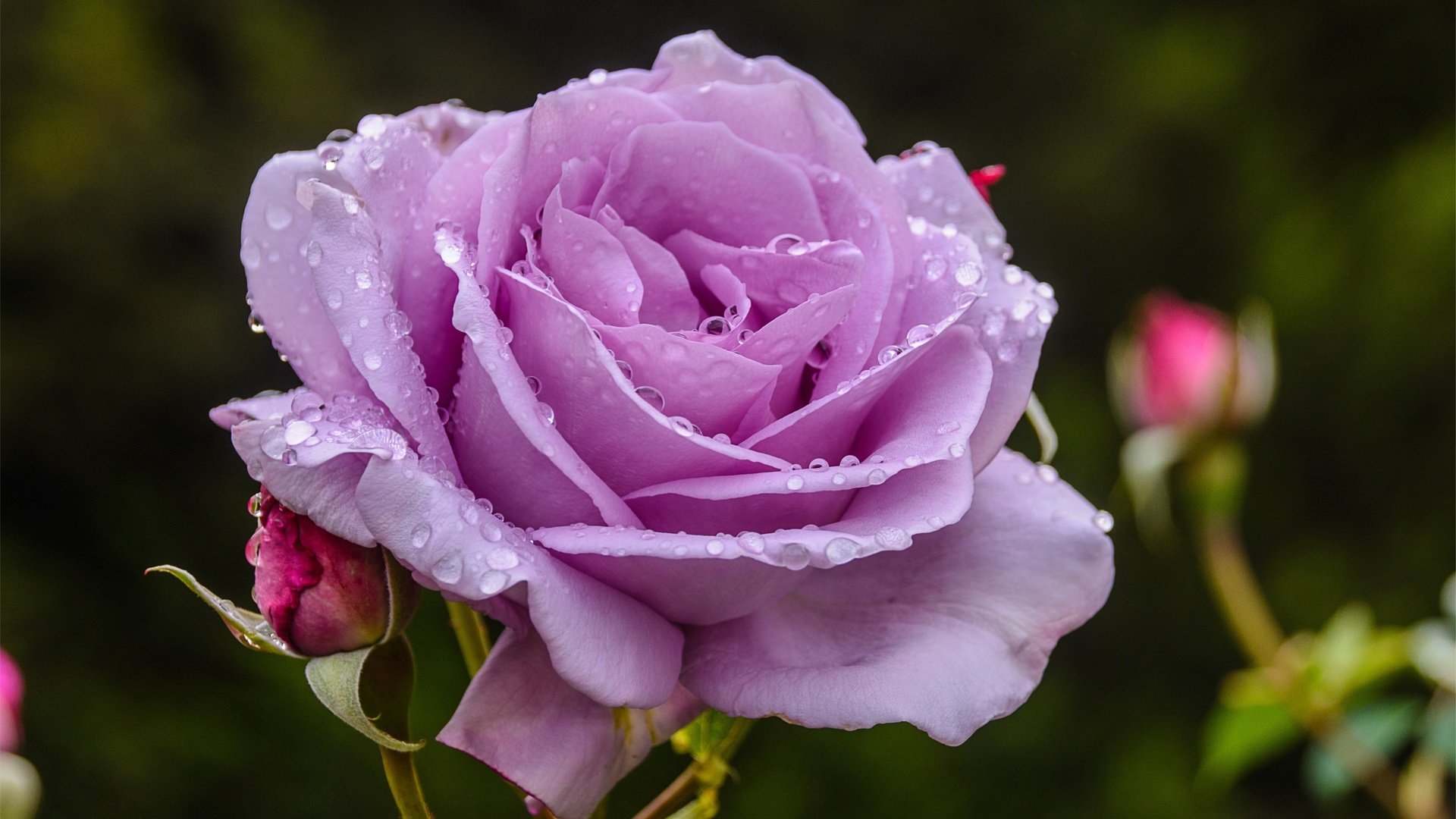 Обои макро, цветок, роза, лепестки, 3, macro, flower, rose, petals разрешение 5726x3726 Загрузить