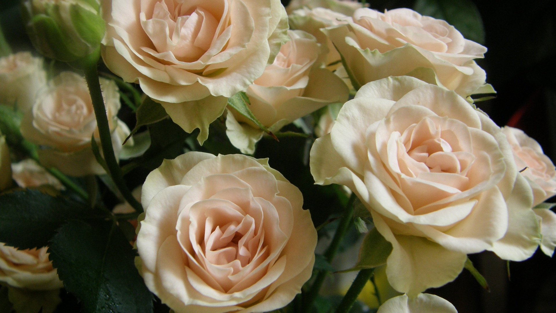 Обои бутоны, розы, букет, buds, roses, bouquet разрешение 3072x2048 Загрузить